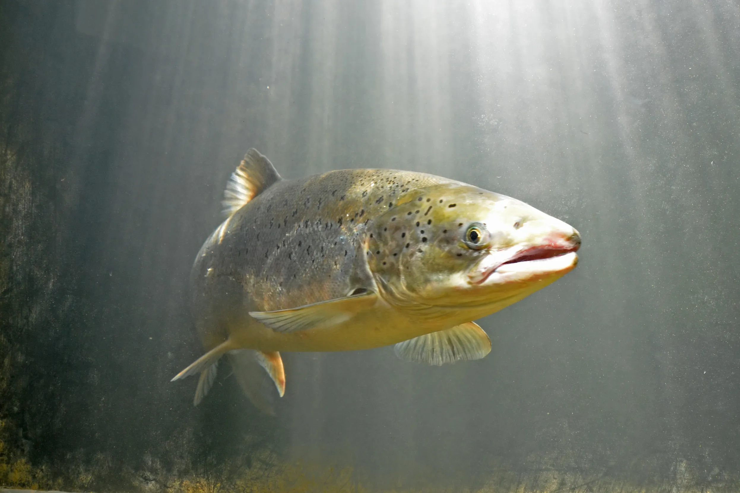 A Salmon swimming towards the camera with a ray of sunlight shinning through the top of the water.