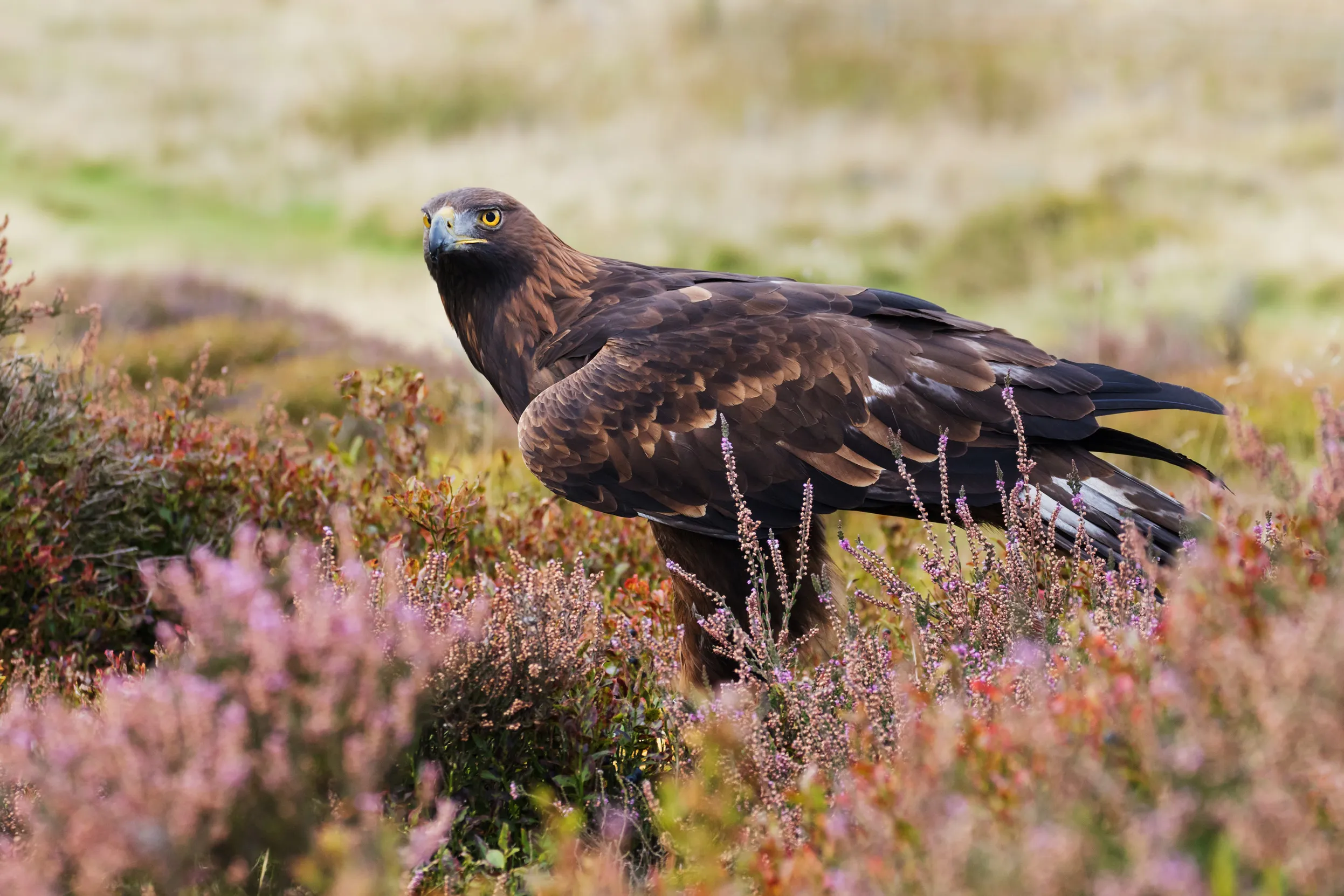A lone Golden Eagle stands behind a clump of heather.