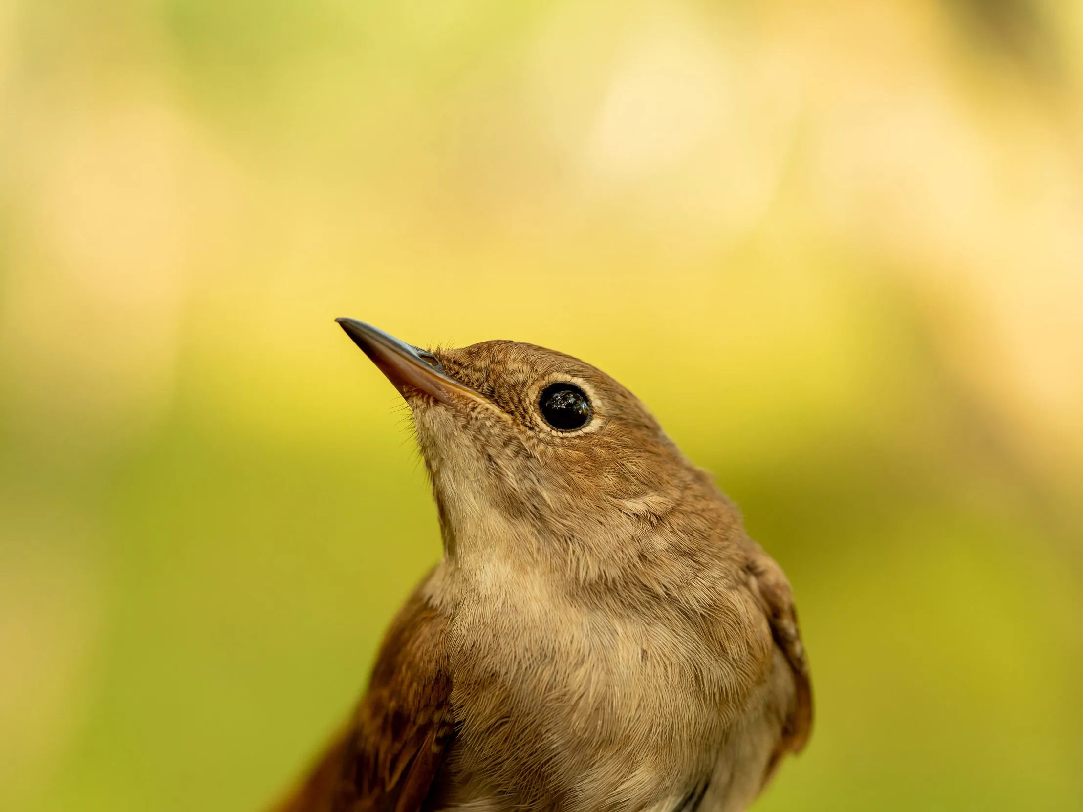 A close up of a Nightingale looking up toward the sky, against a bring green background.