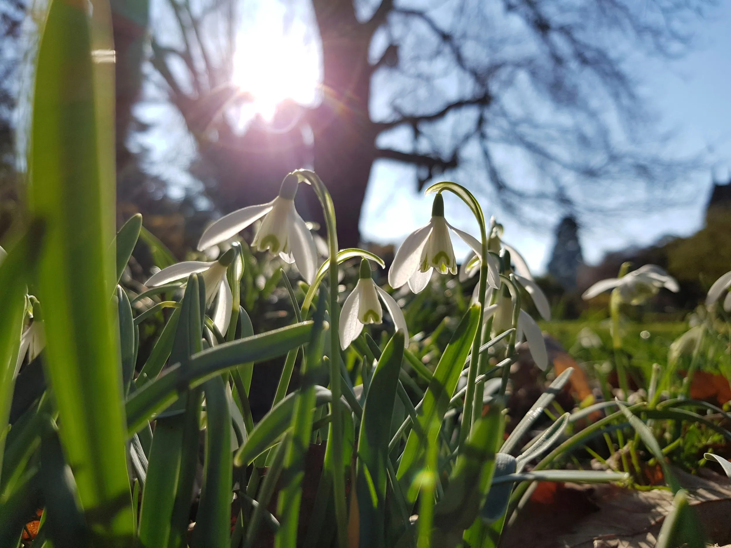 A cluster of Snowdrops on a bright winter morning.