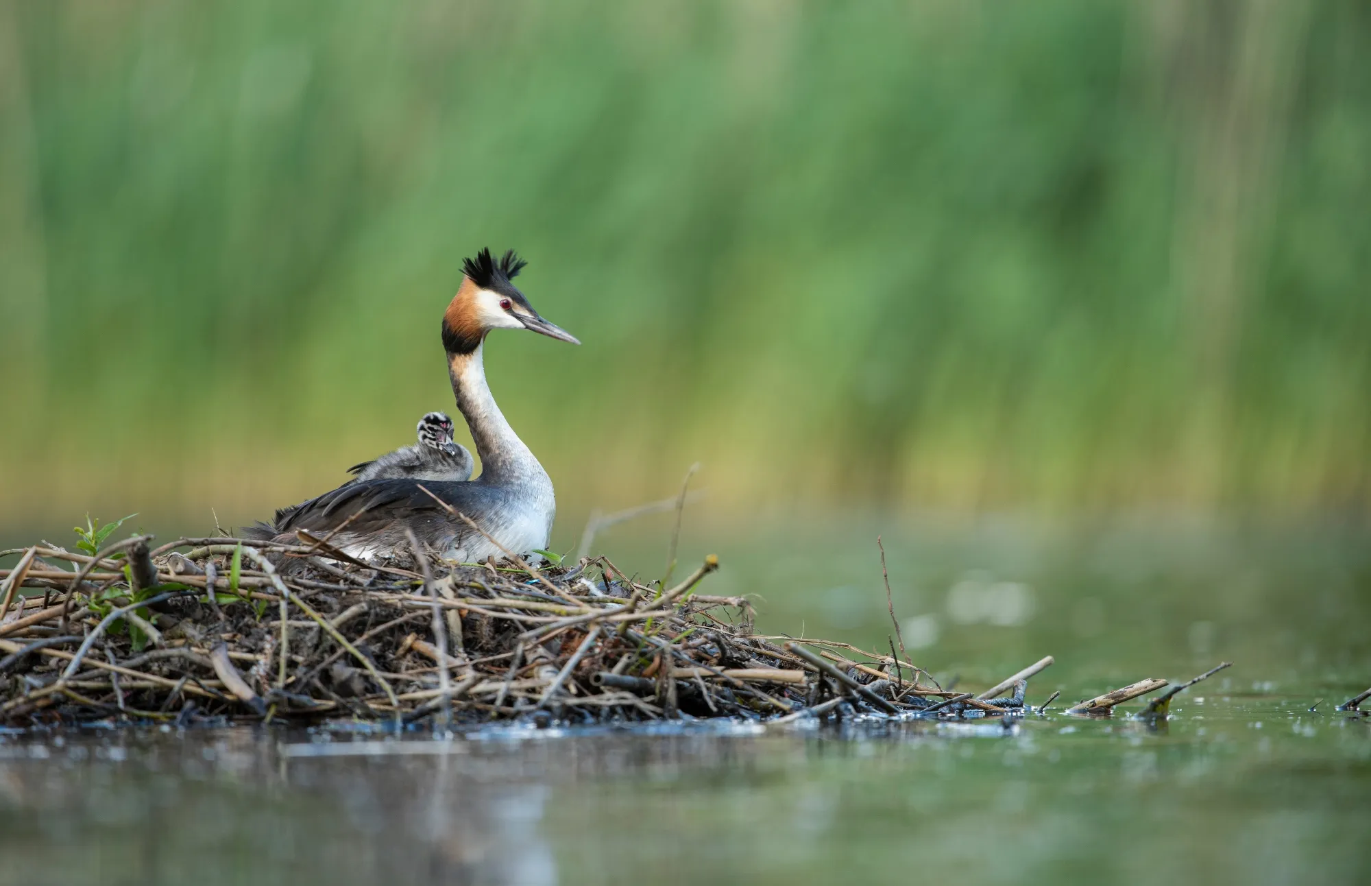 Great crested grebe sitting on nest with chick on back