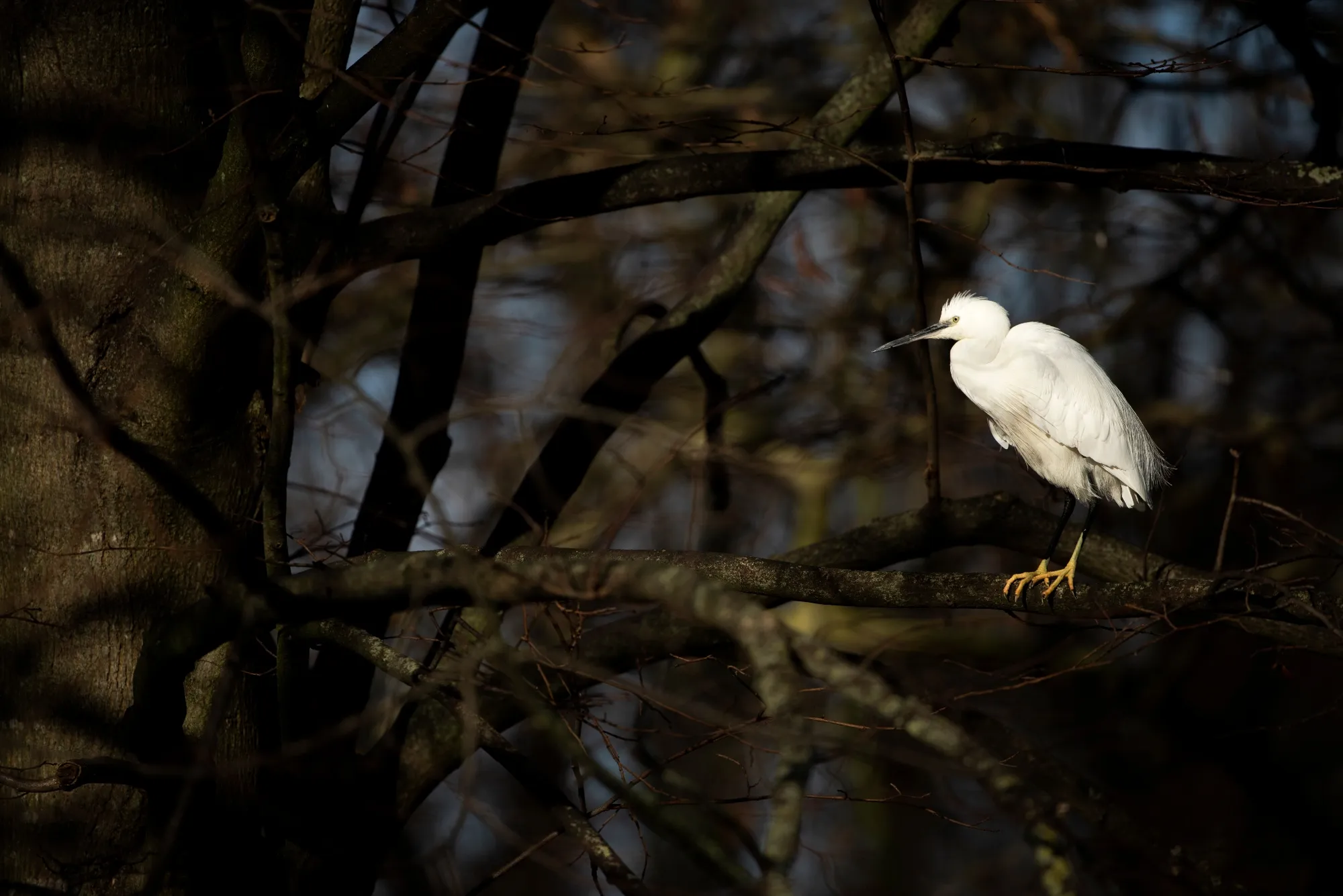 A lone Little Egret perched on a tree branch