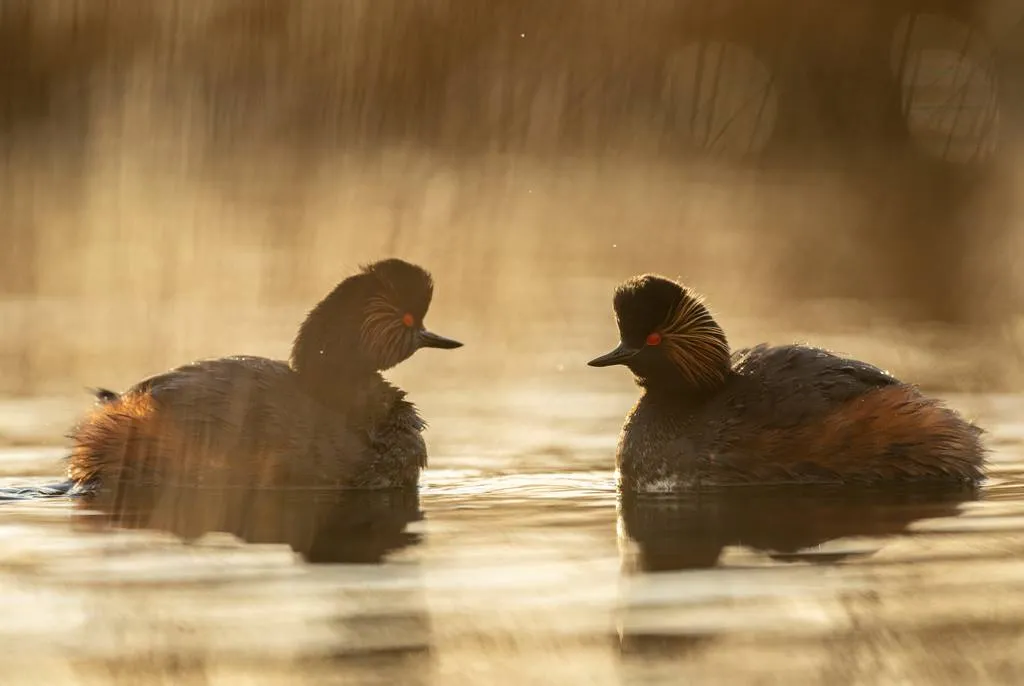 Two Black-necked Grebes swimming in water.