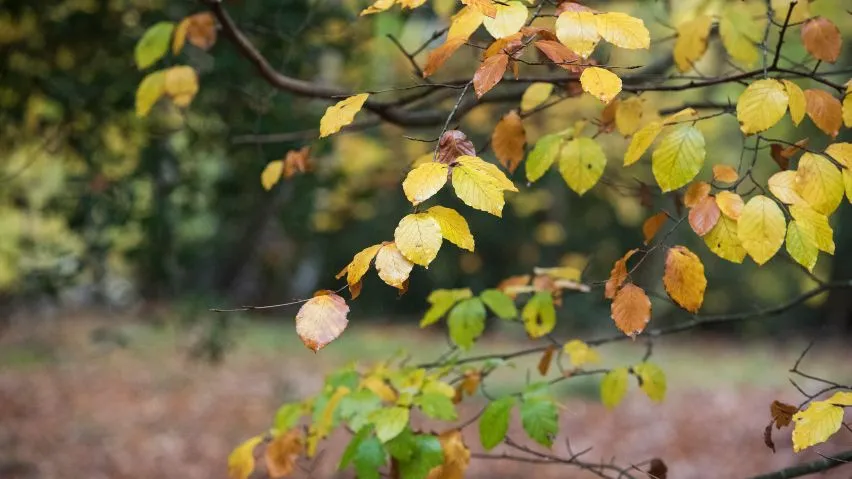 Autumn leaves on a branch.