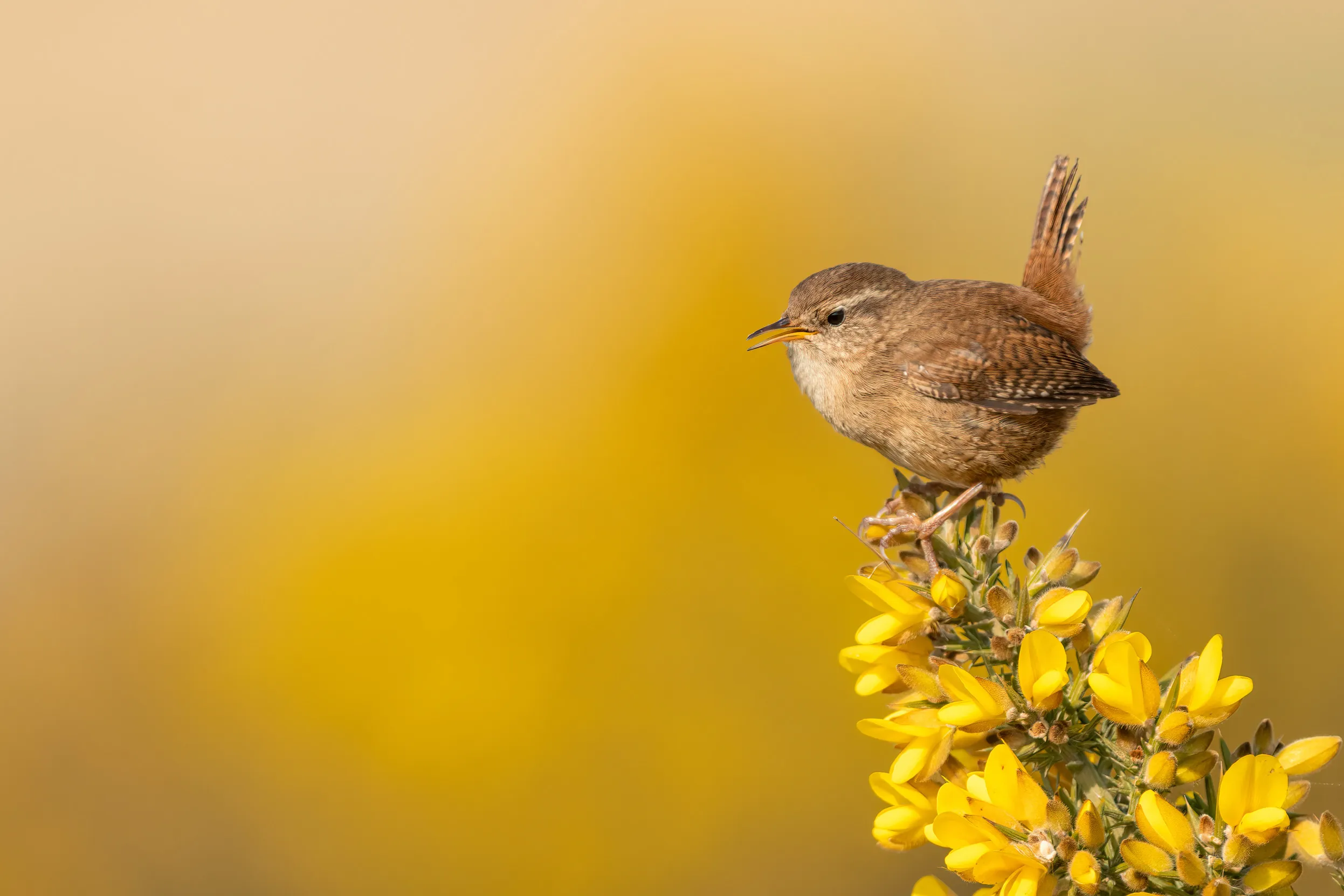 A lone Wren perched on top of yellow gorse.