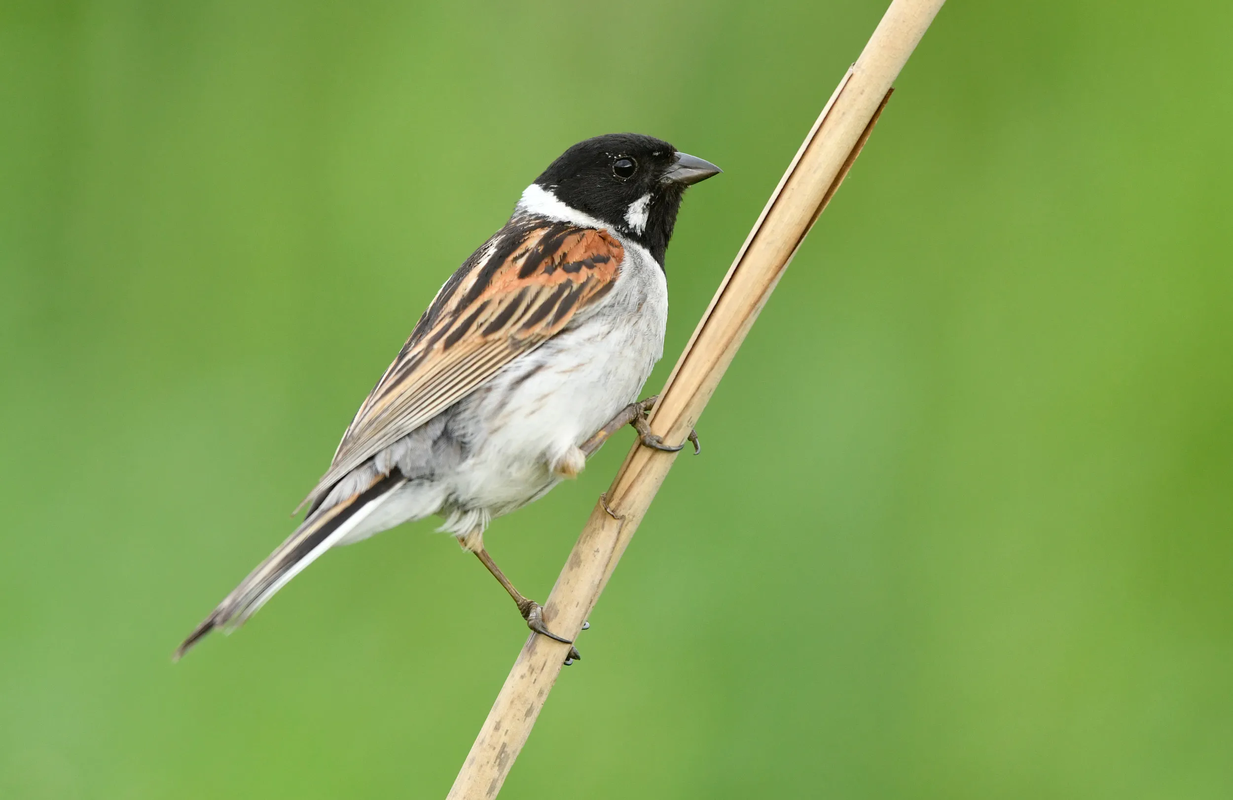 A lone Reed Bunting stood on a single reed.
