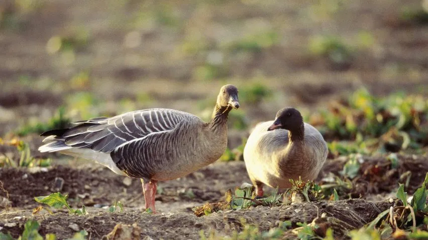 Two Pink-footed Geese in a field, one is facing forard the other is facing to the right.