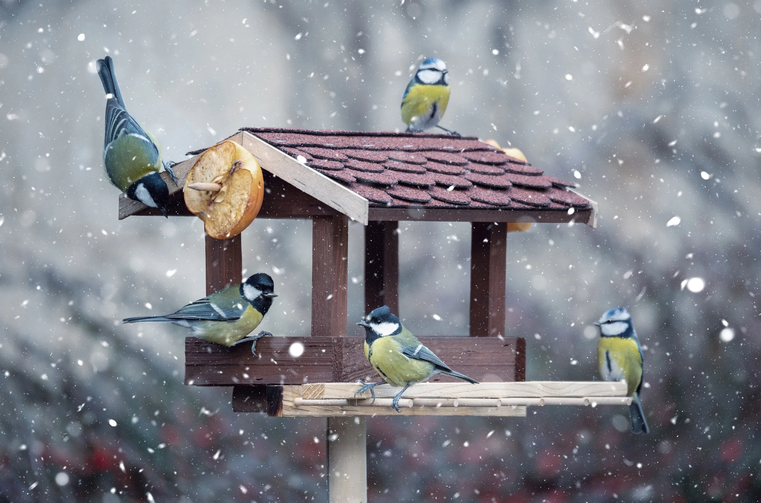 A group of Great and Blue Tits perched on a wooden bird table in winter snow.