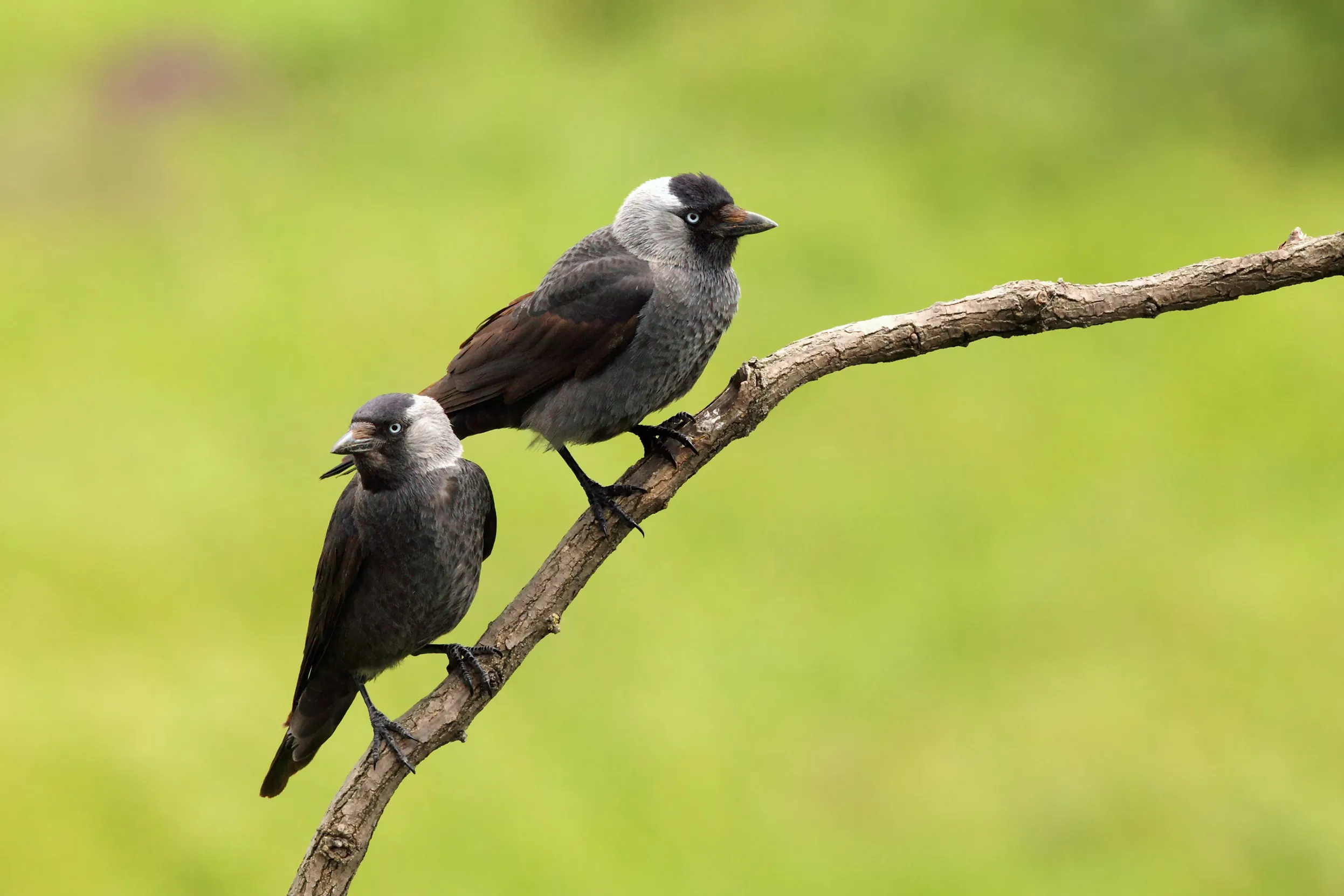 A pair of Jackdaw perched on a branch together.