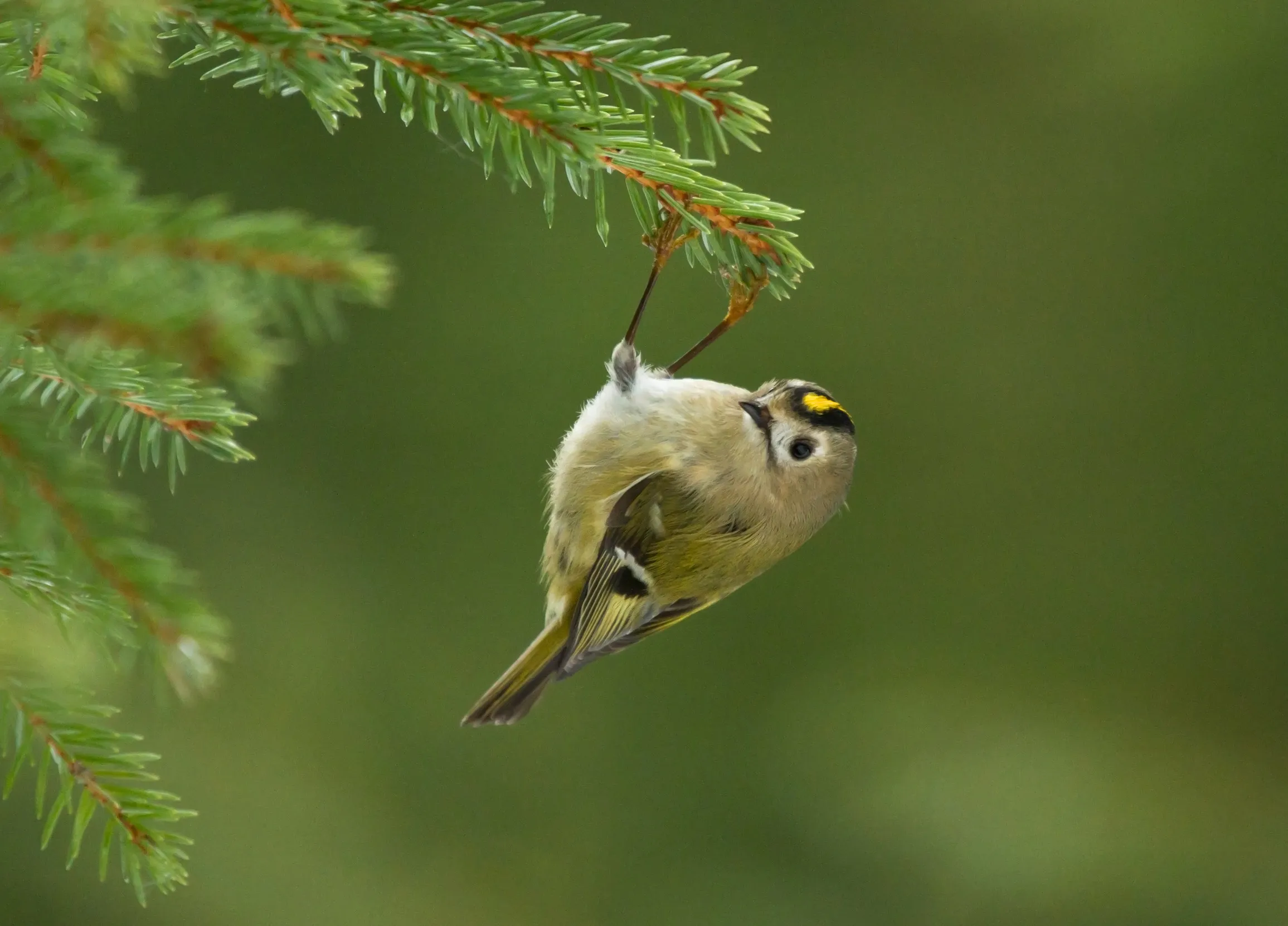 A lone Goldcrest hanging upside down from a pine tree.