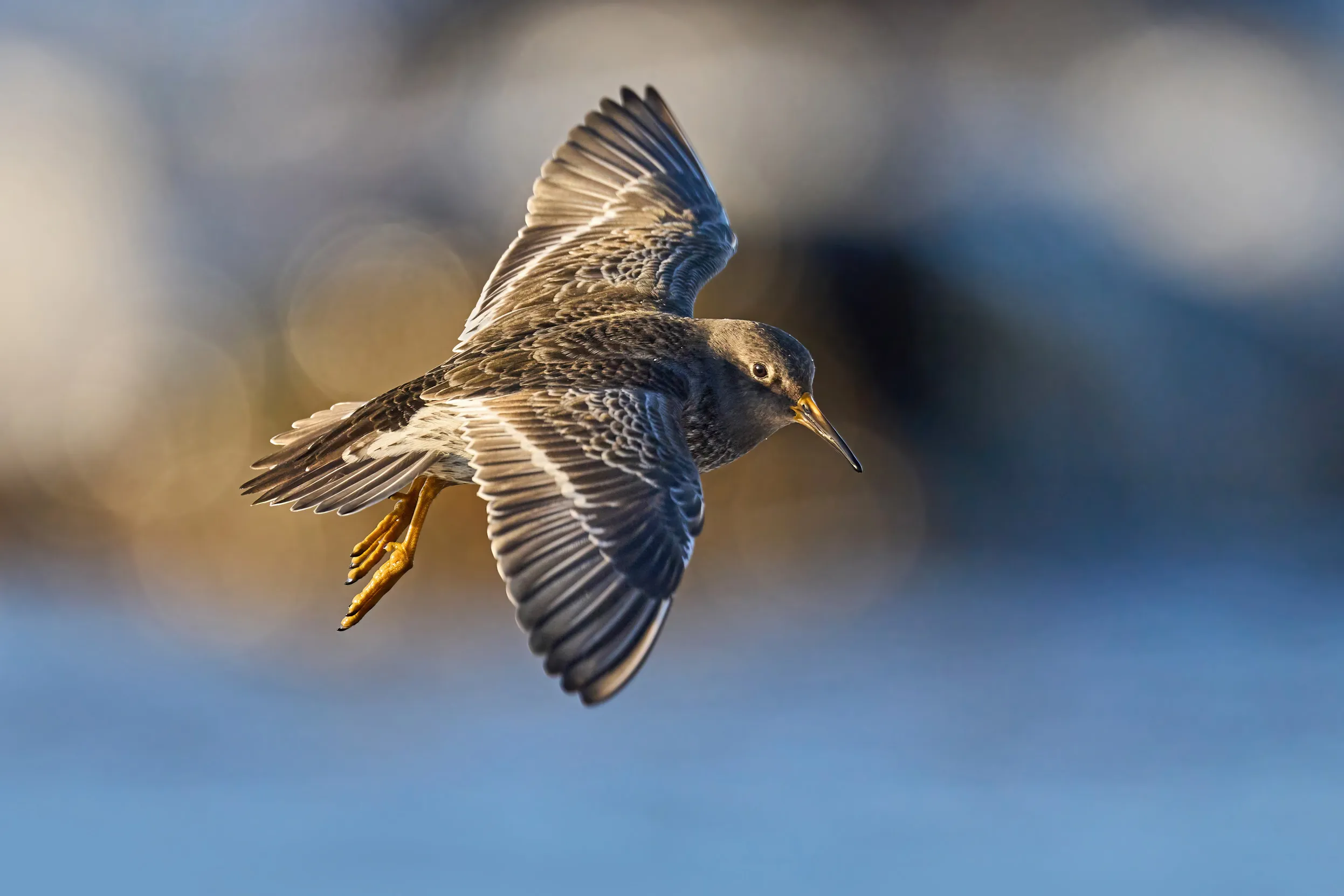 A lone Purple Sandpiper flying over water.