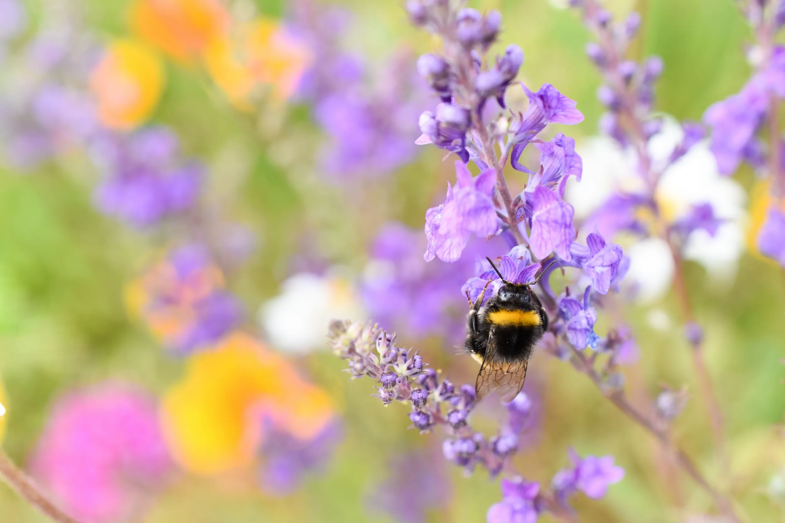 Bumblebee on a purple wildflower
