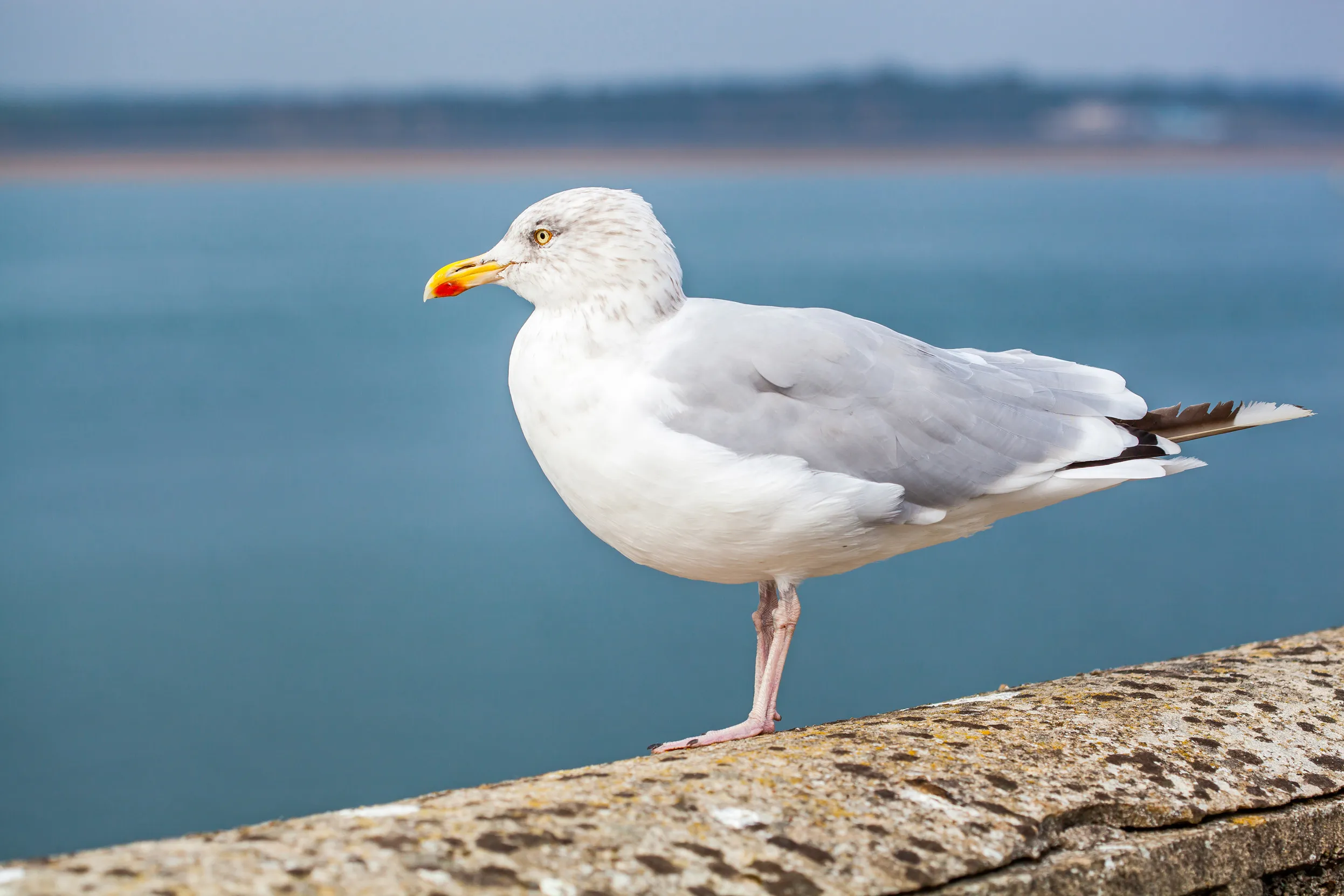 A lone Herring Gull stood on a stone wall overlooking the sea.
