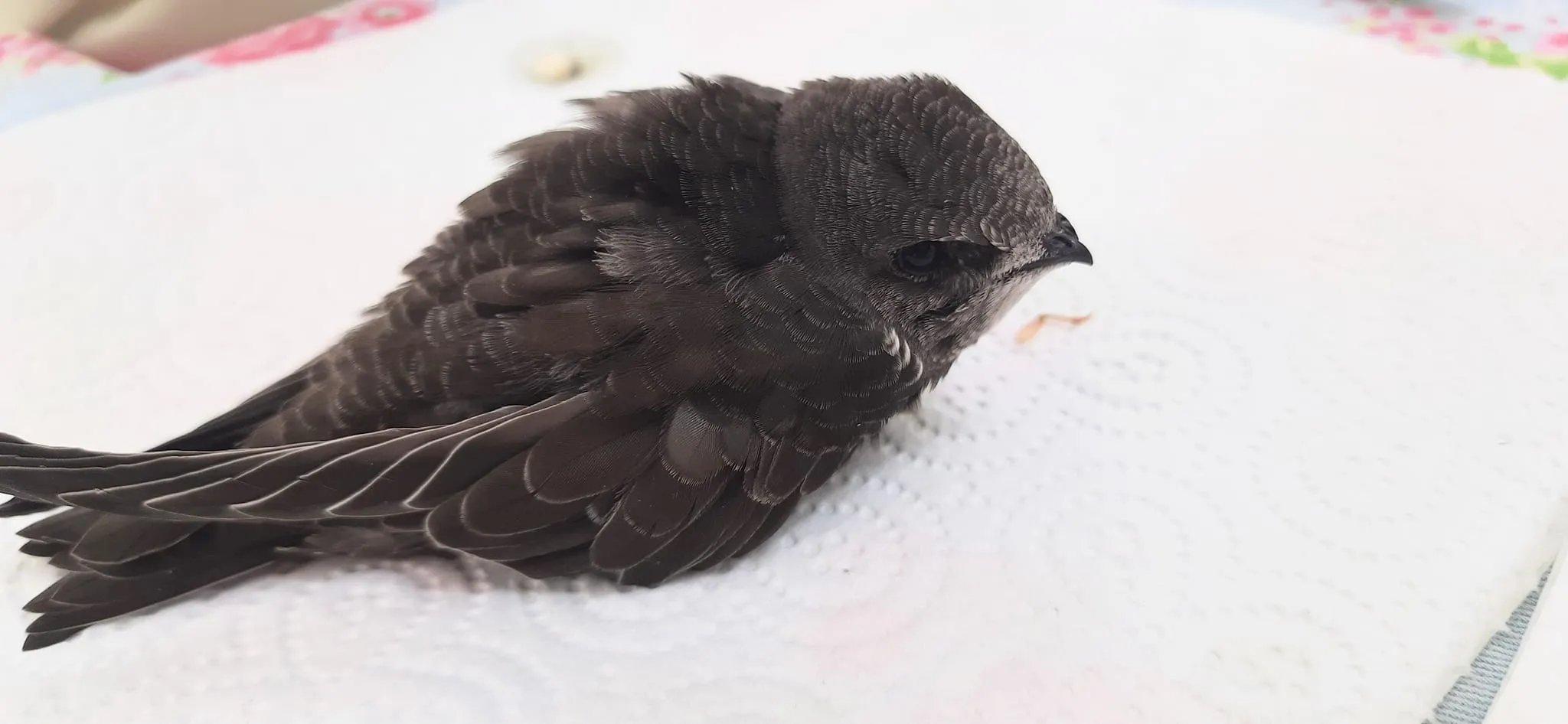 A Swift lying on kitchen towel.