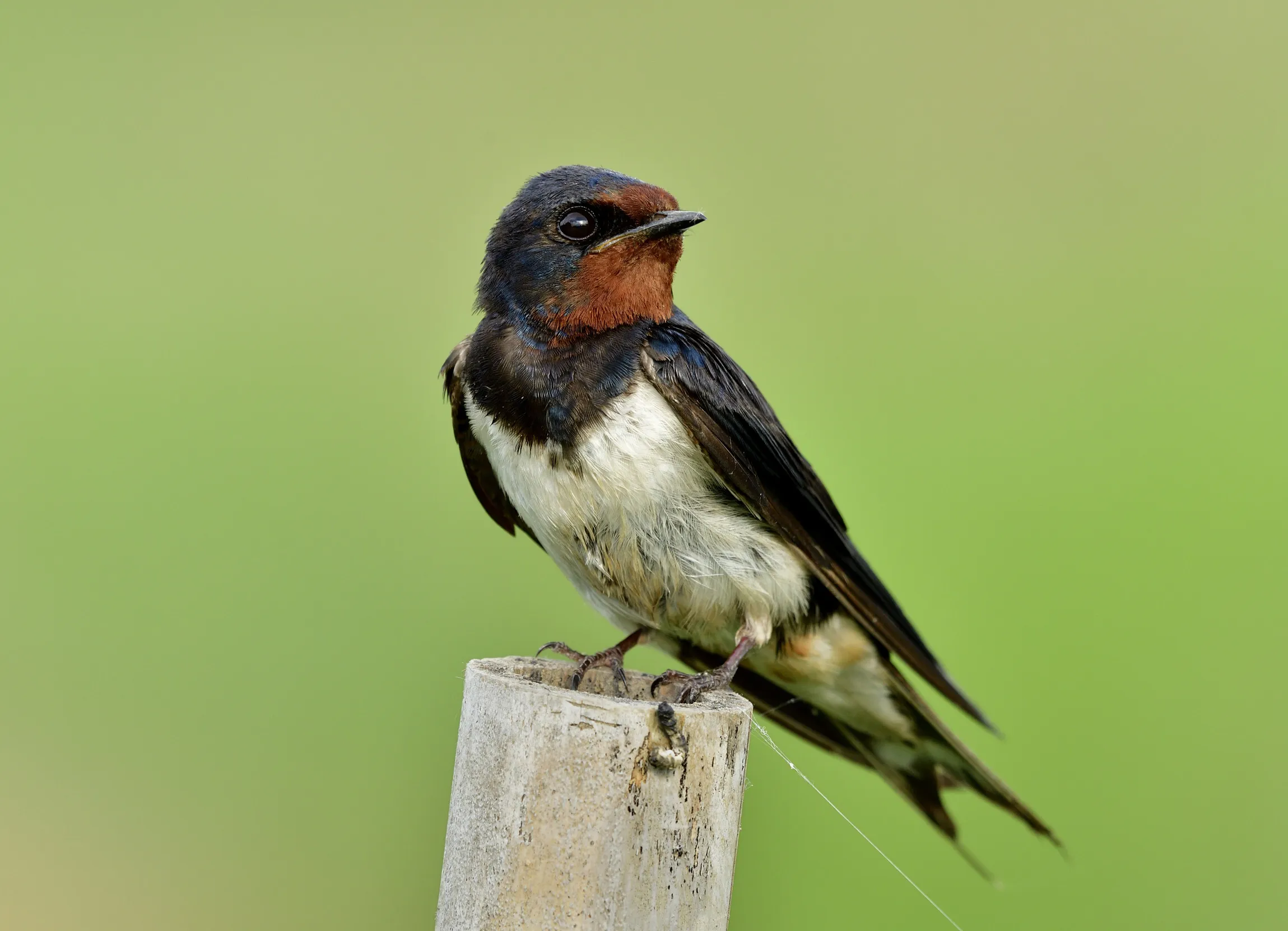 Lone Swallow, perched on a wooden post, looking to its left