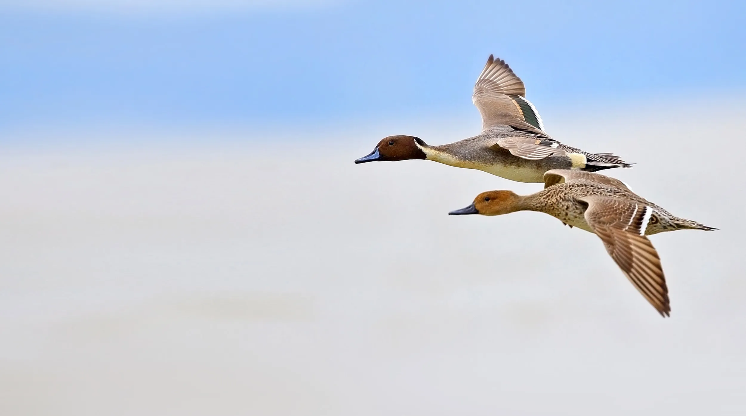 Two Pintail Ducks flying side by side, against a white and blue, blurred background