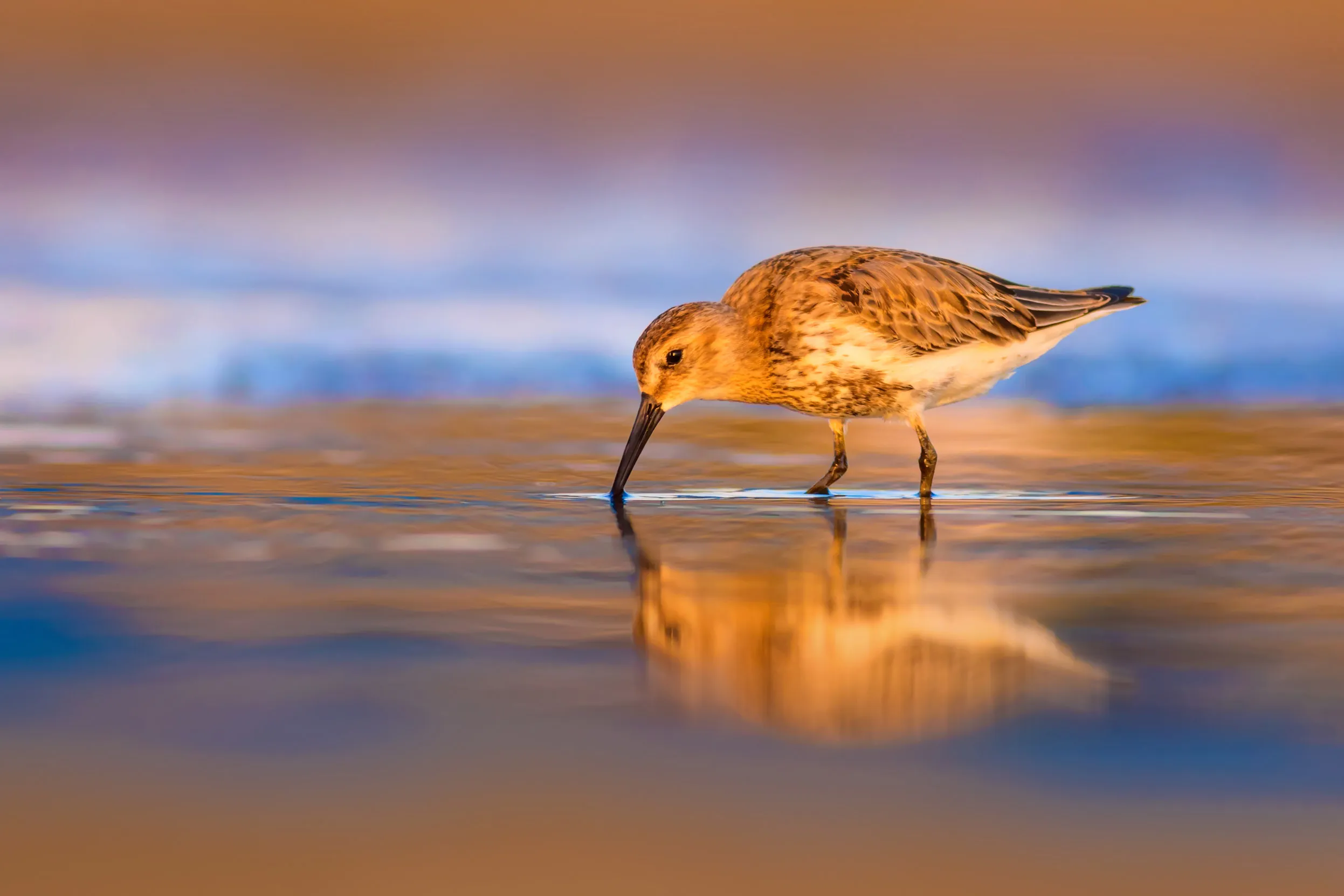 A lone Curlew Sandpiper drinking from shallow water.