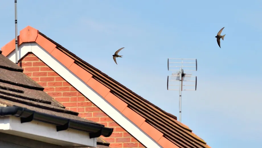 Two swifts flying over a house roof with an aerial fixed to the top.