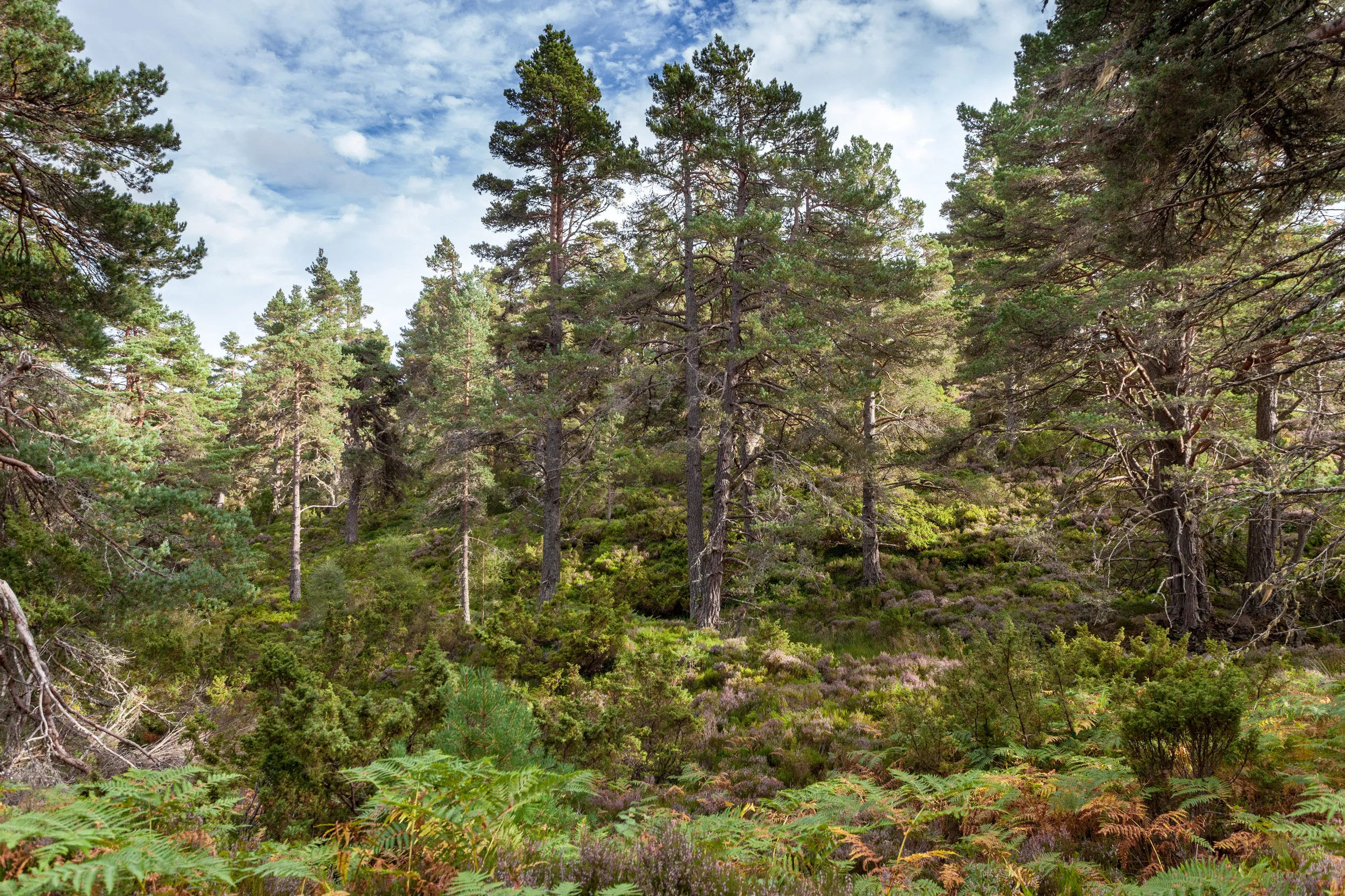 A view of a lush green woodland at Abernethy, with a forest floor full of greenery.