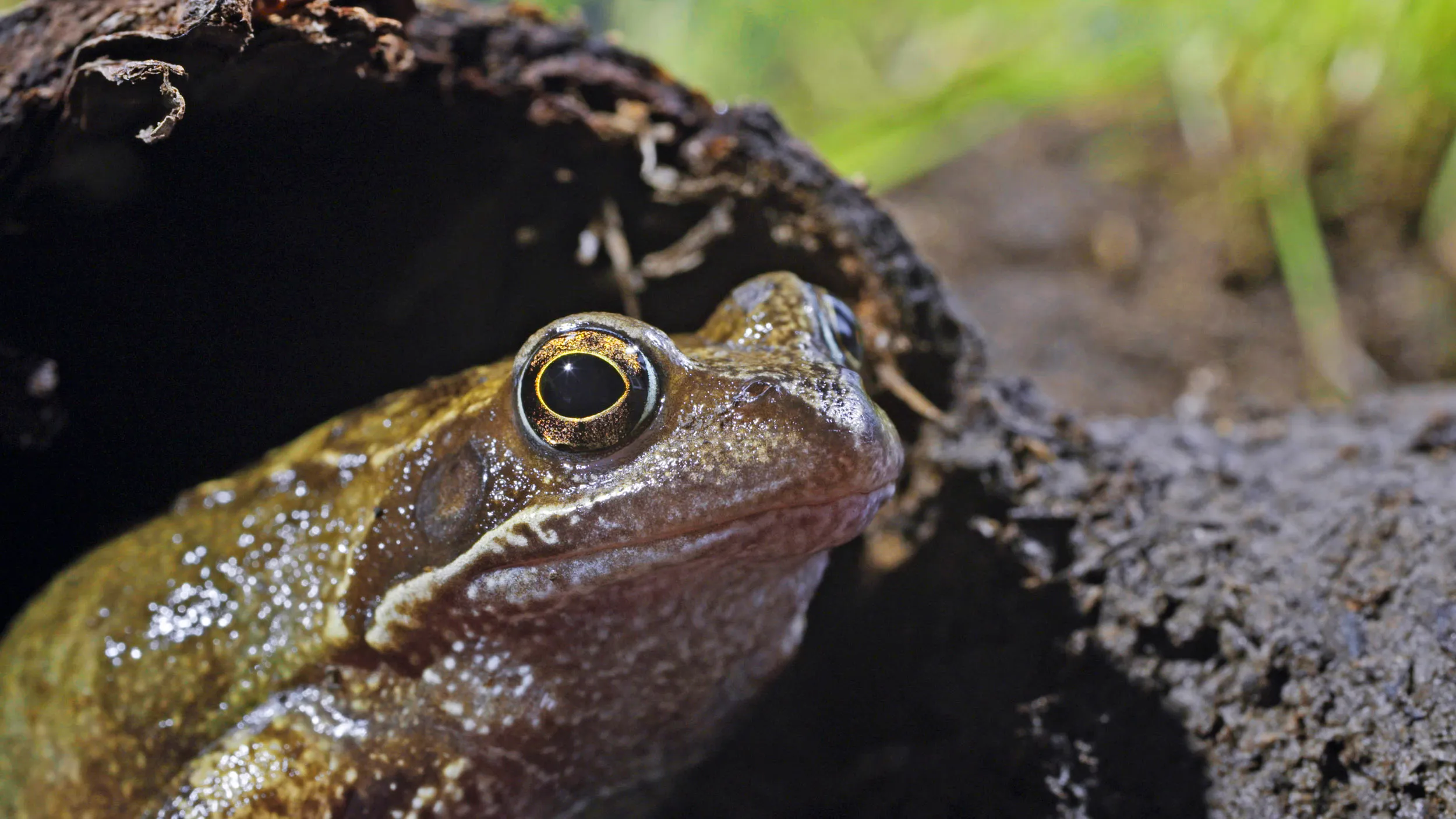 A lone Common Frog poking their head out of a log.