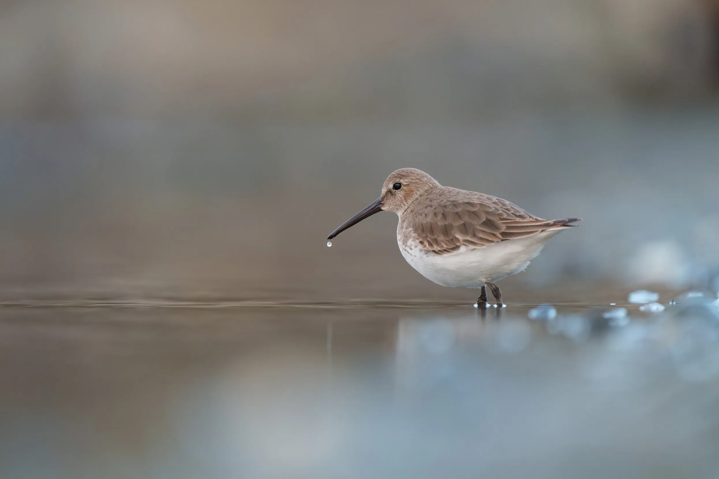 Lone Dunlin, stood on the edge of the shore, a drip of water on the end of its beak