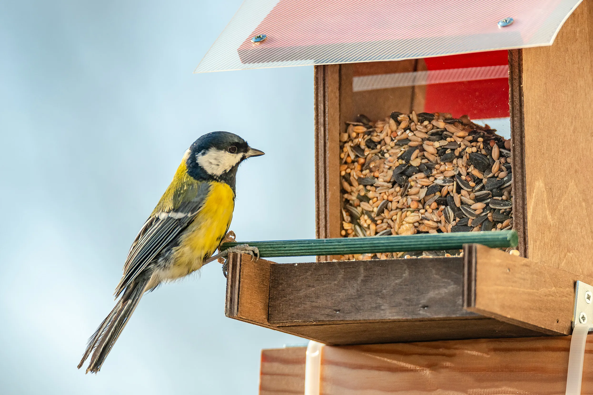 Great Tit perched on a domestic bird feeder.