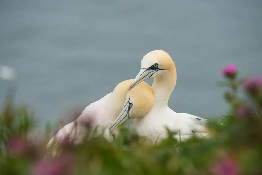 A pair of Northern Gannets preening each other on a cliffside with blurred foliage and flowers in the foreground.