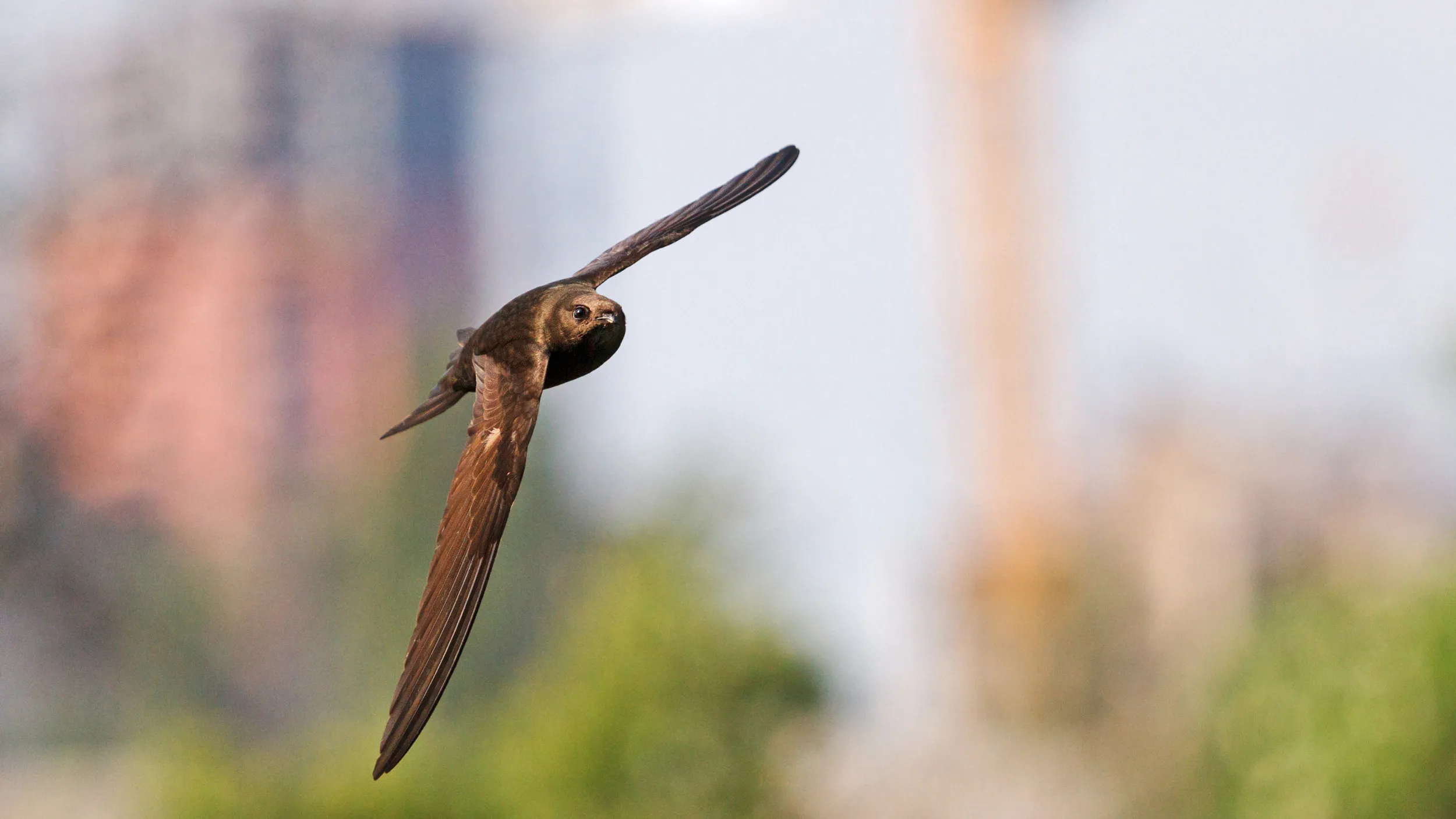 A Swift soaring in an urban environment.