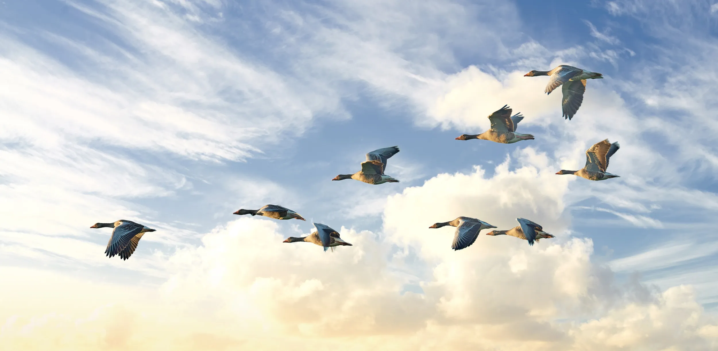 A group of Greylag Geese flying across a blue sky with fluffy clouds.