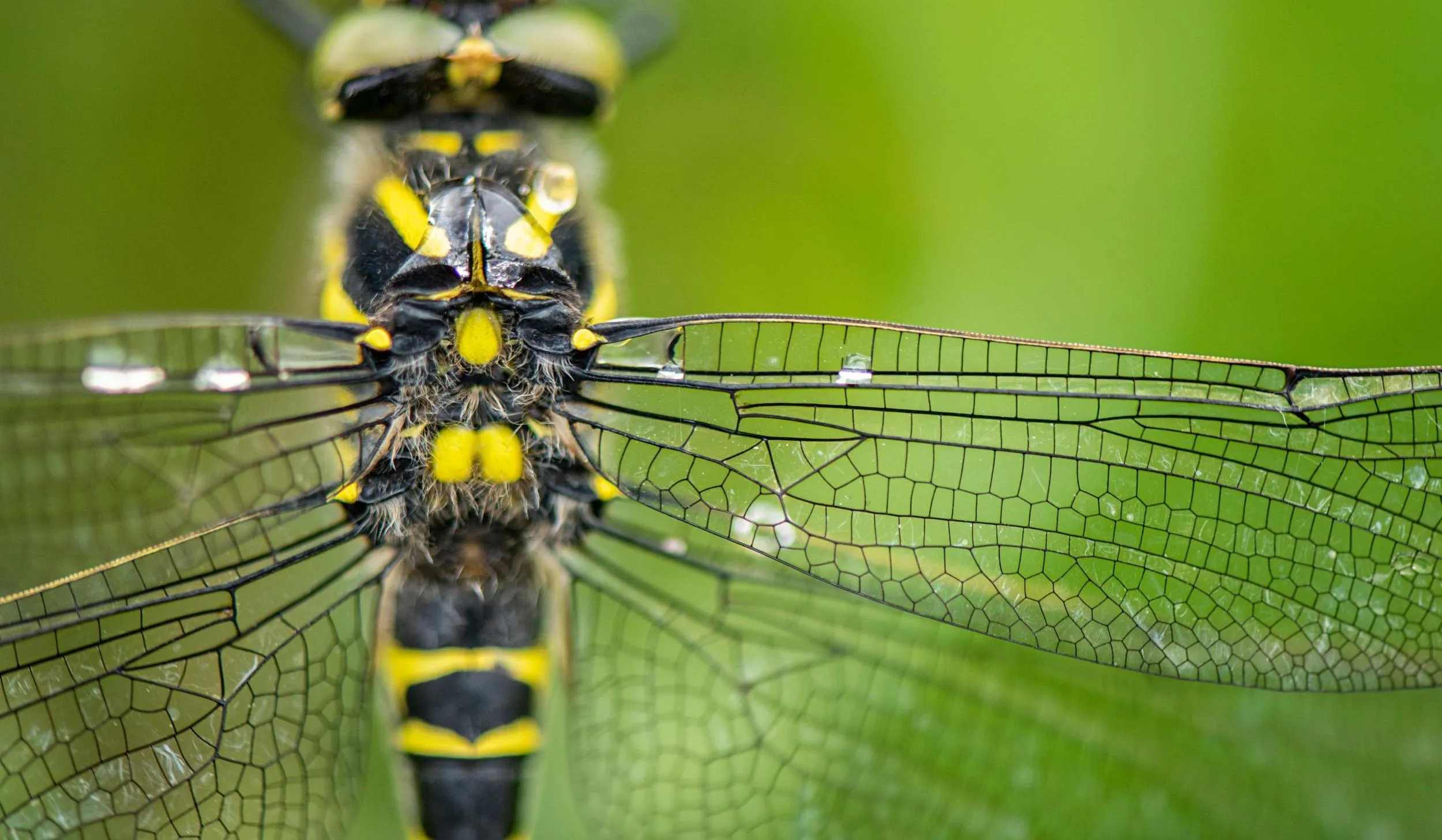 Aerial, micro view of a Golden Ringed dragonfly