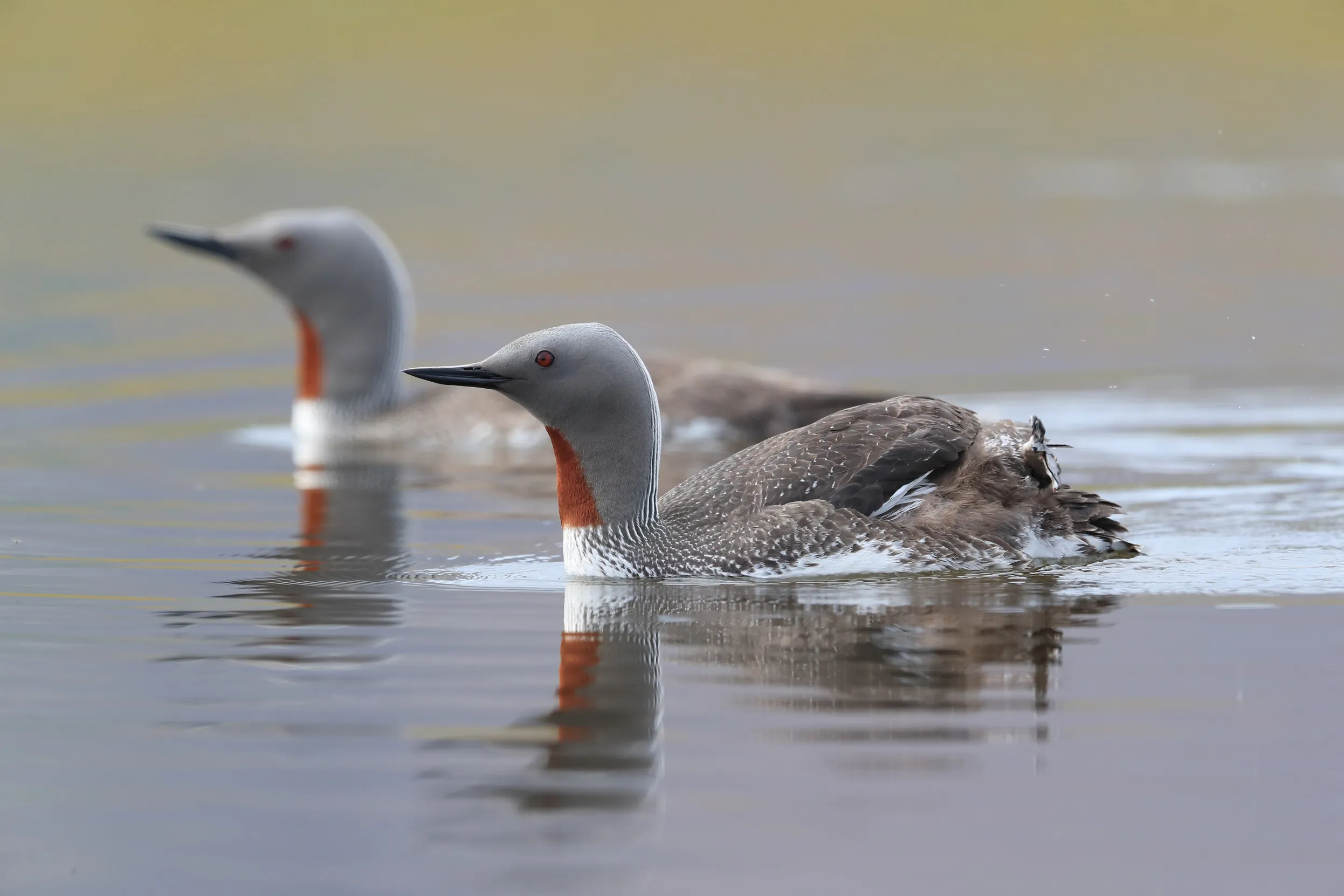 Two sleek birds with grey, orange and mottled brown plumage, paddling through calm water.