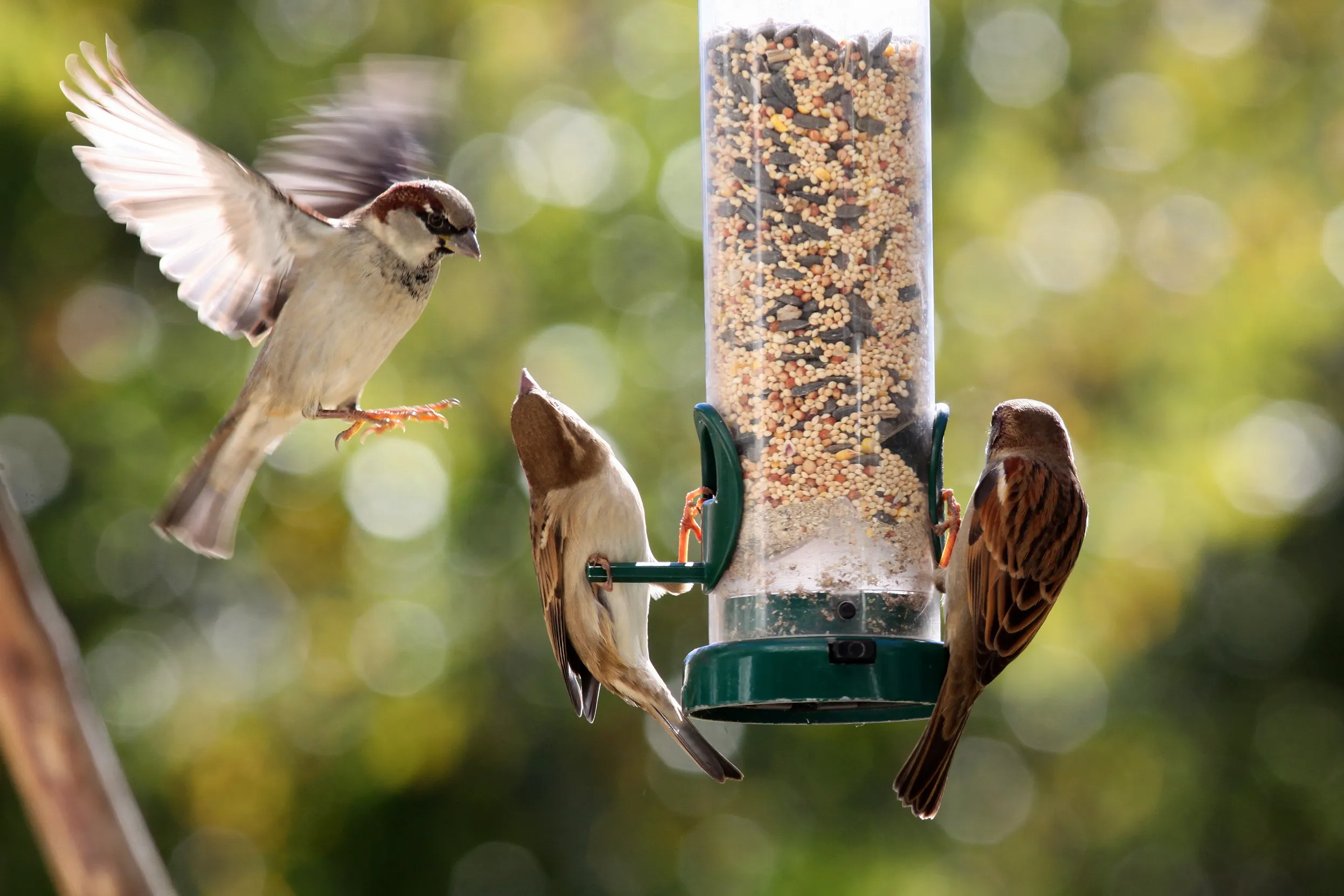 A group of three House Sparrows feeding off of a domestic birdfeeder.