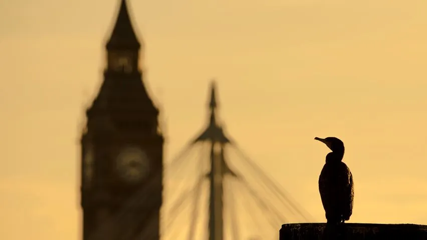 The silhouette of a bird sat in front of the Houses of Parliament at sunset.