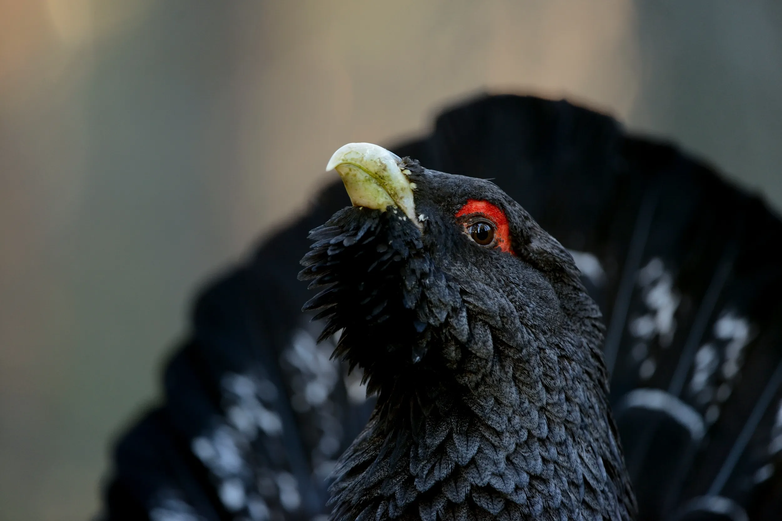 A male Capercaillie staring into the camera lens with its tail feathers fanned
