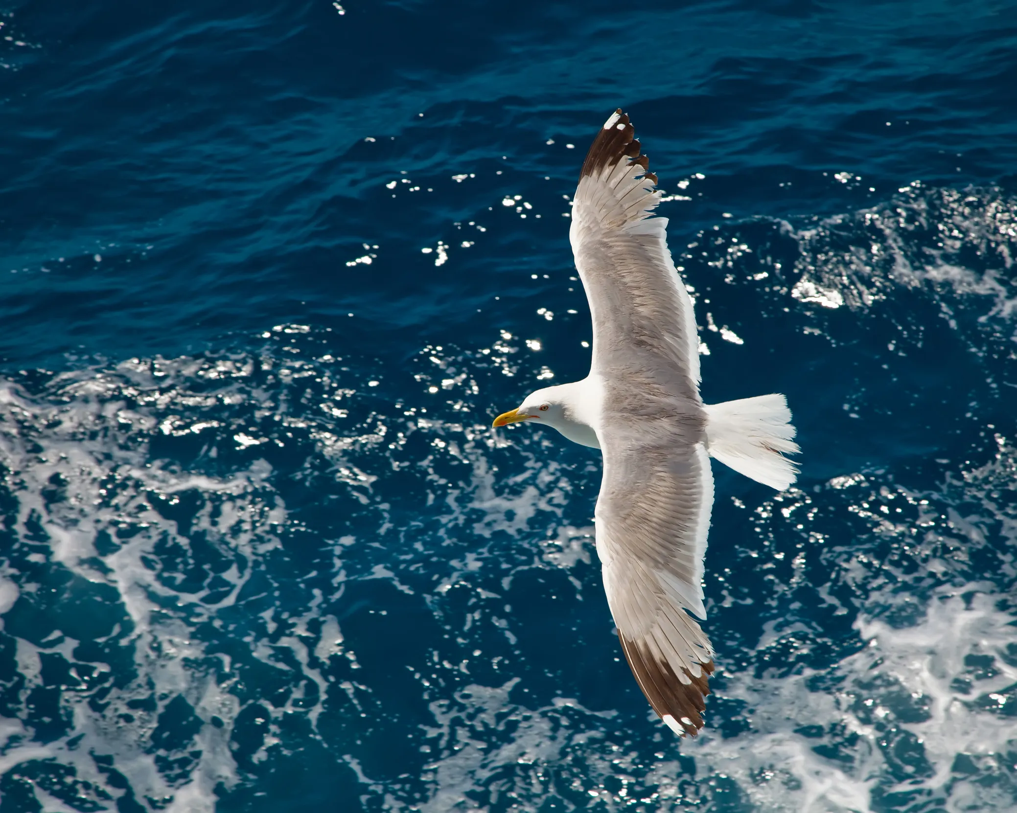 A birds eye view of a lone Gull flying over a choppy sea.