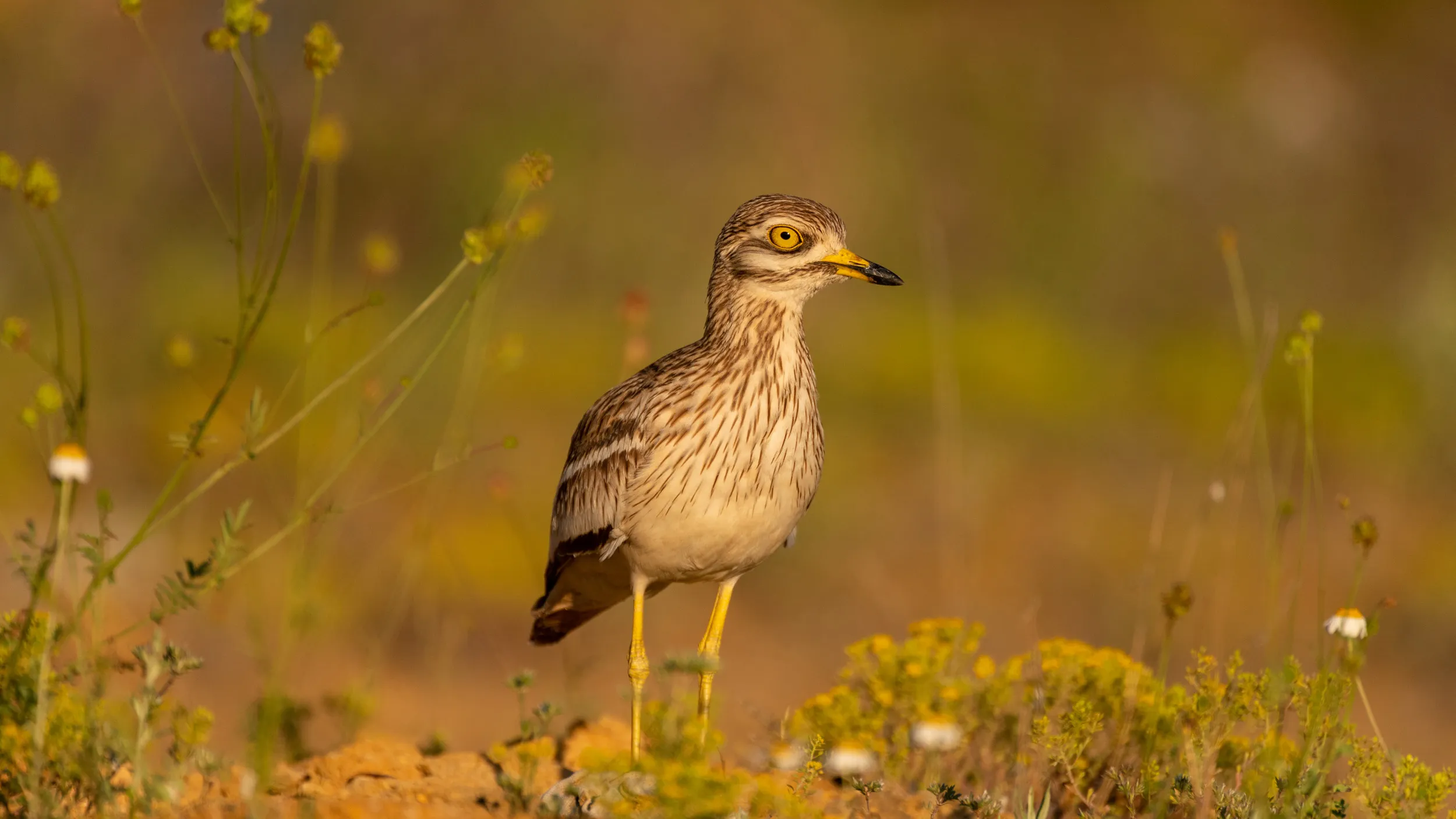 A Stone Curlew stood on grassland in golden light.
