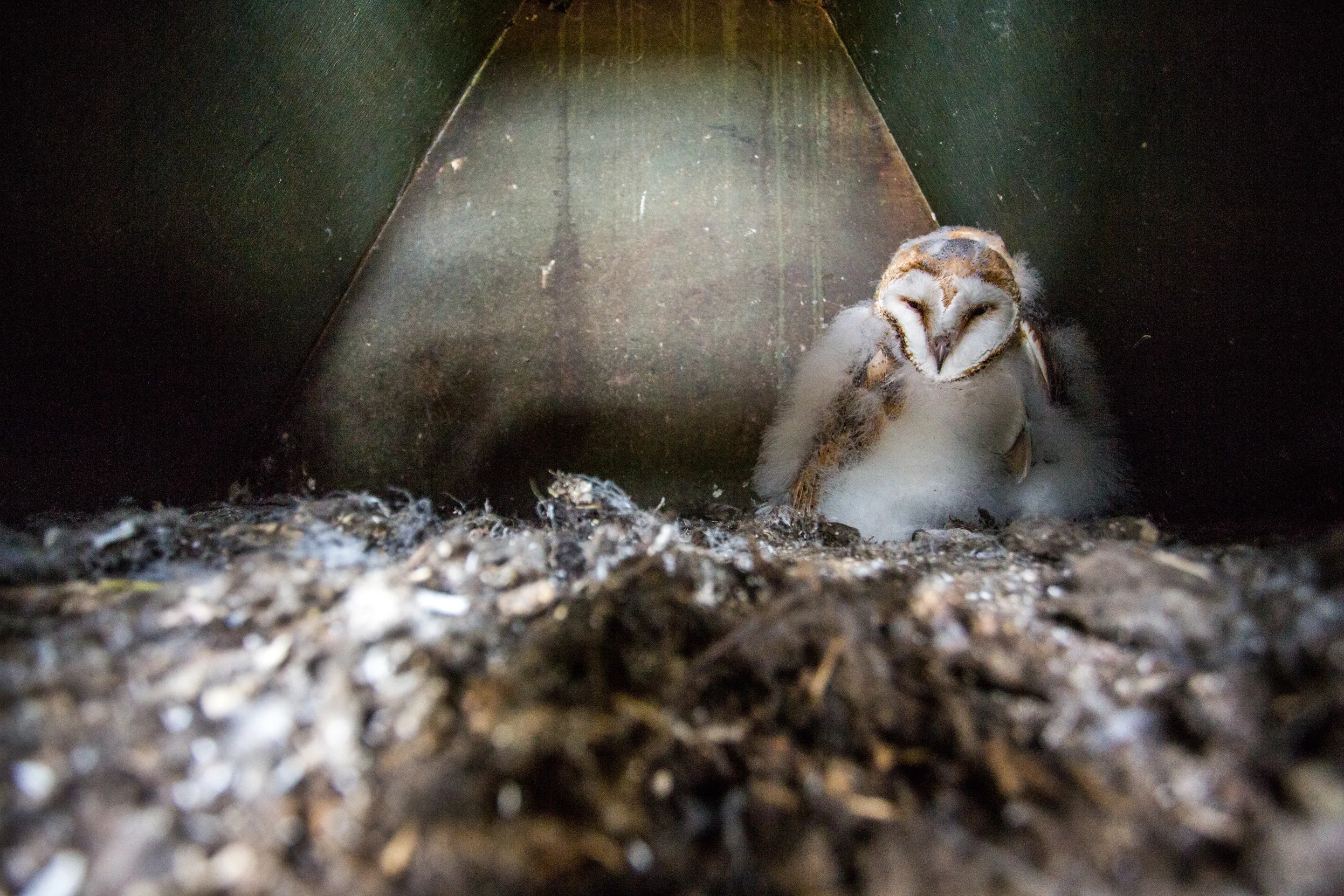 A lone Barn Owl chick in the corner of their nest box.