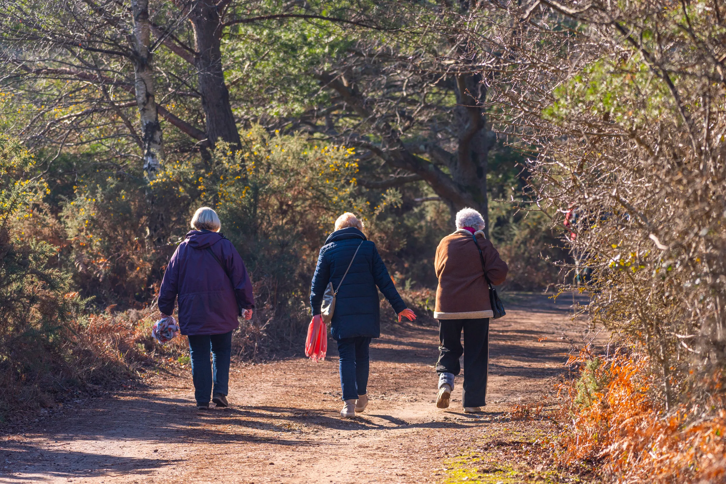 Three visitors walking down a woodland nature trail at Arne