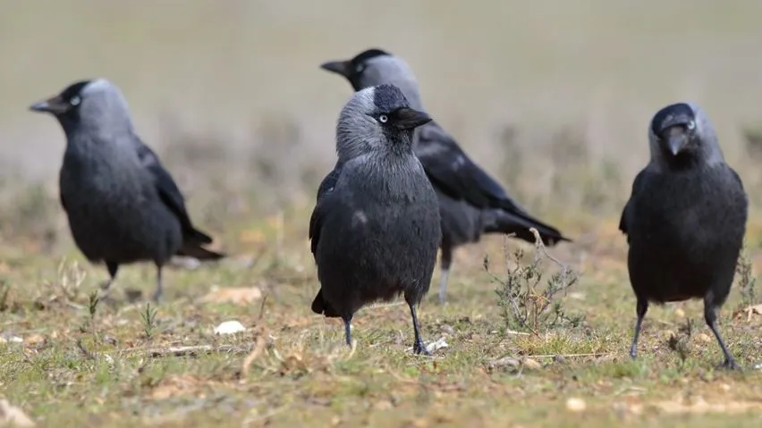 Four Jackdaws stood together on grass