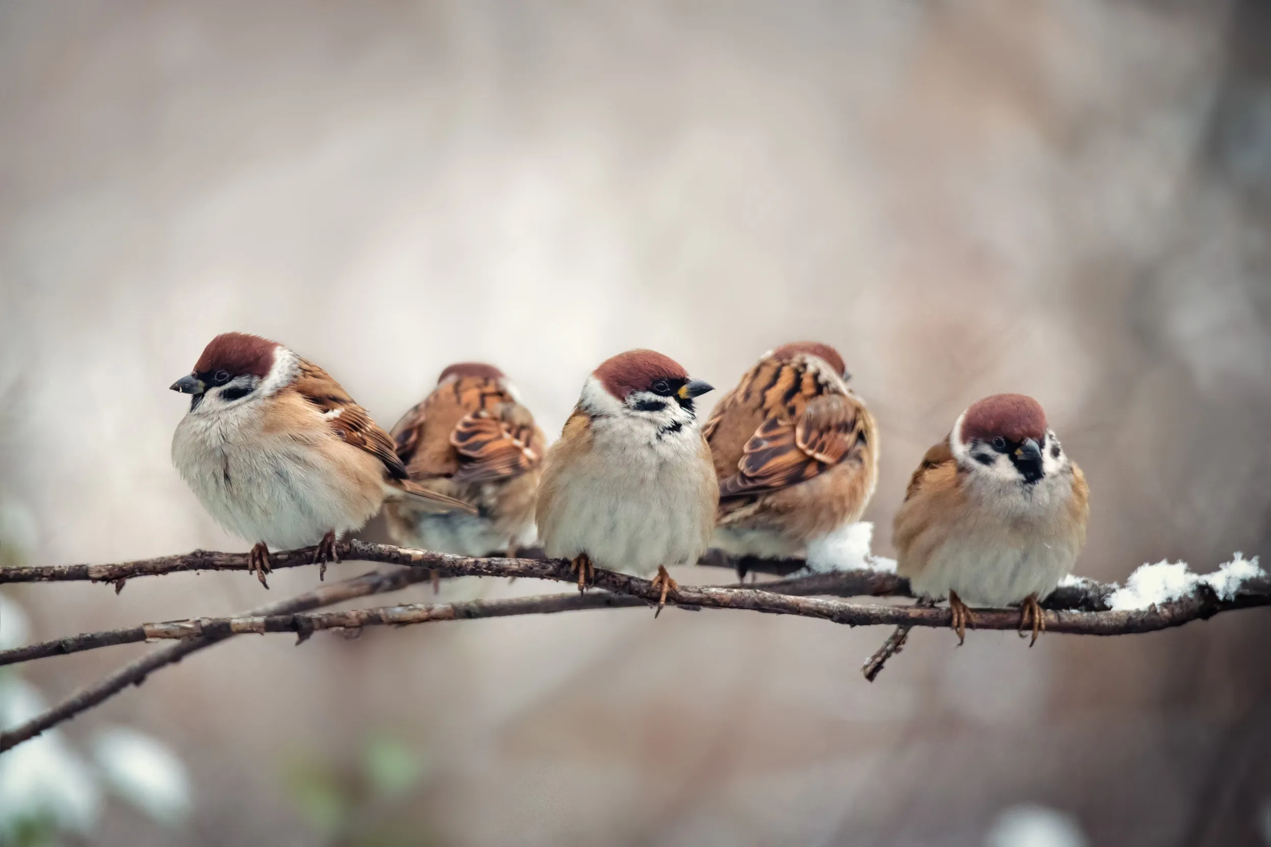 A group of five Tree Sparrows perched together on a snow covered branch.