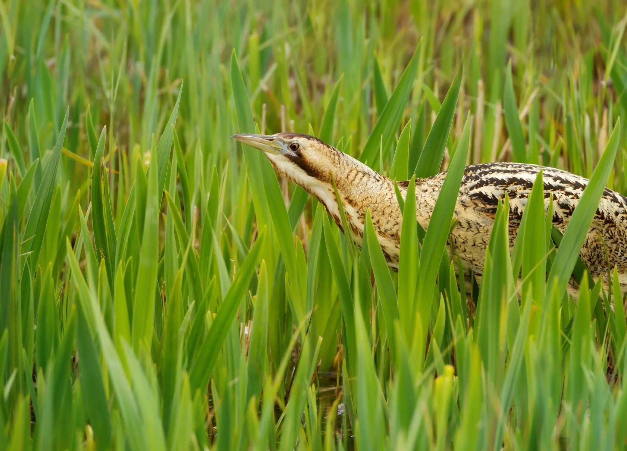 A Bittern moving through long grass. 