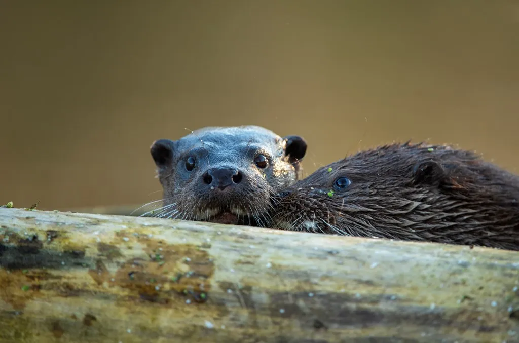 Eurasian Otter pup with its mother peering over wood in the foreground.