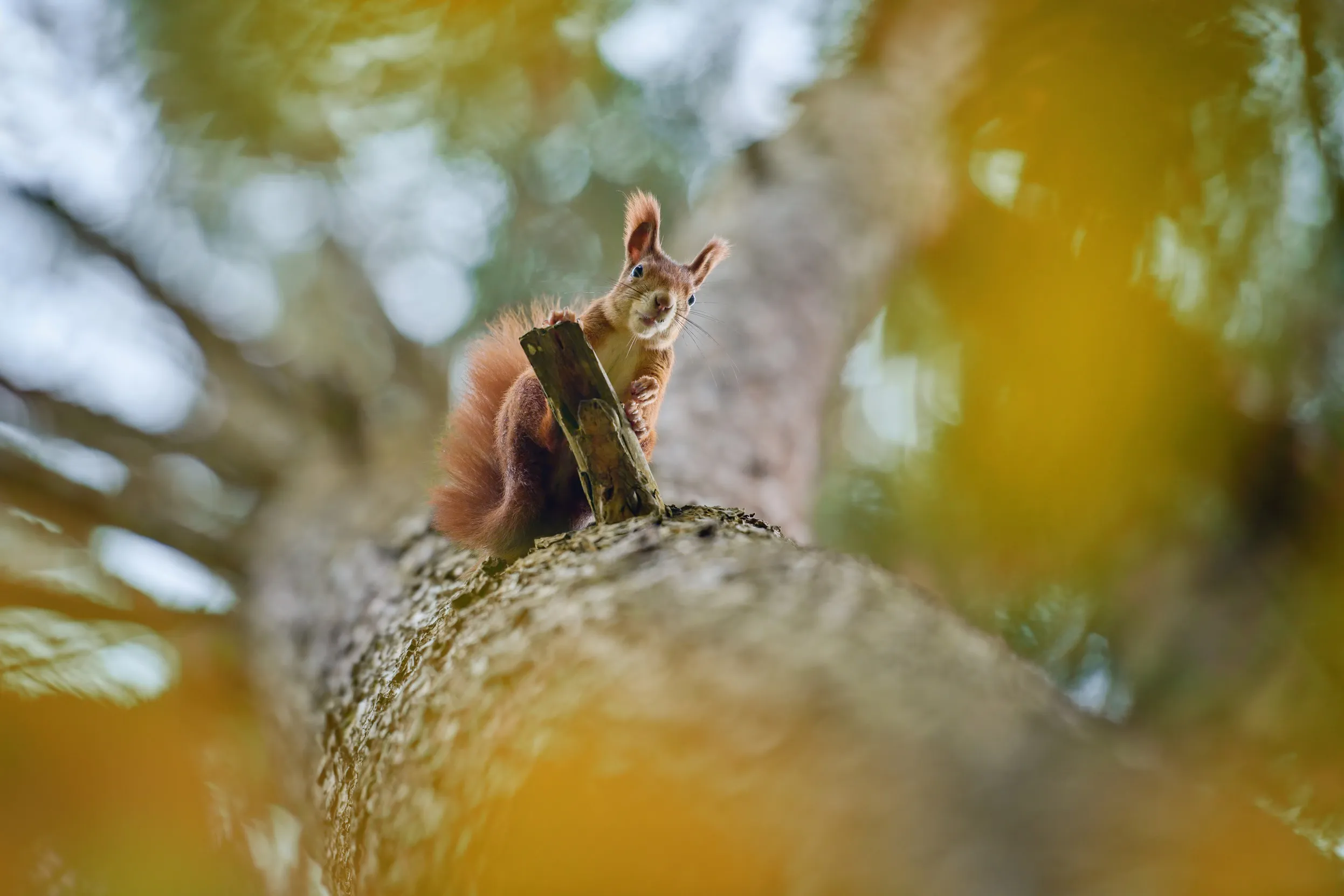 A Red Squirrel looking down a tree trunk towards the camera