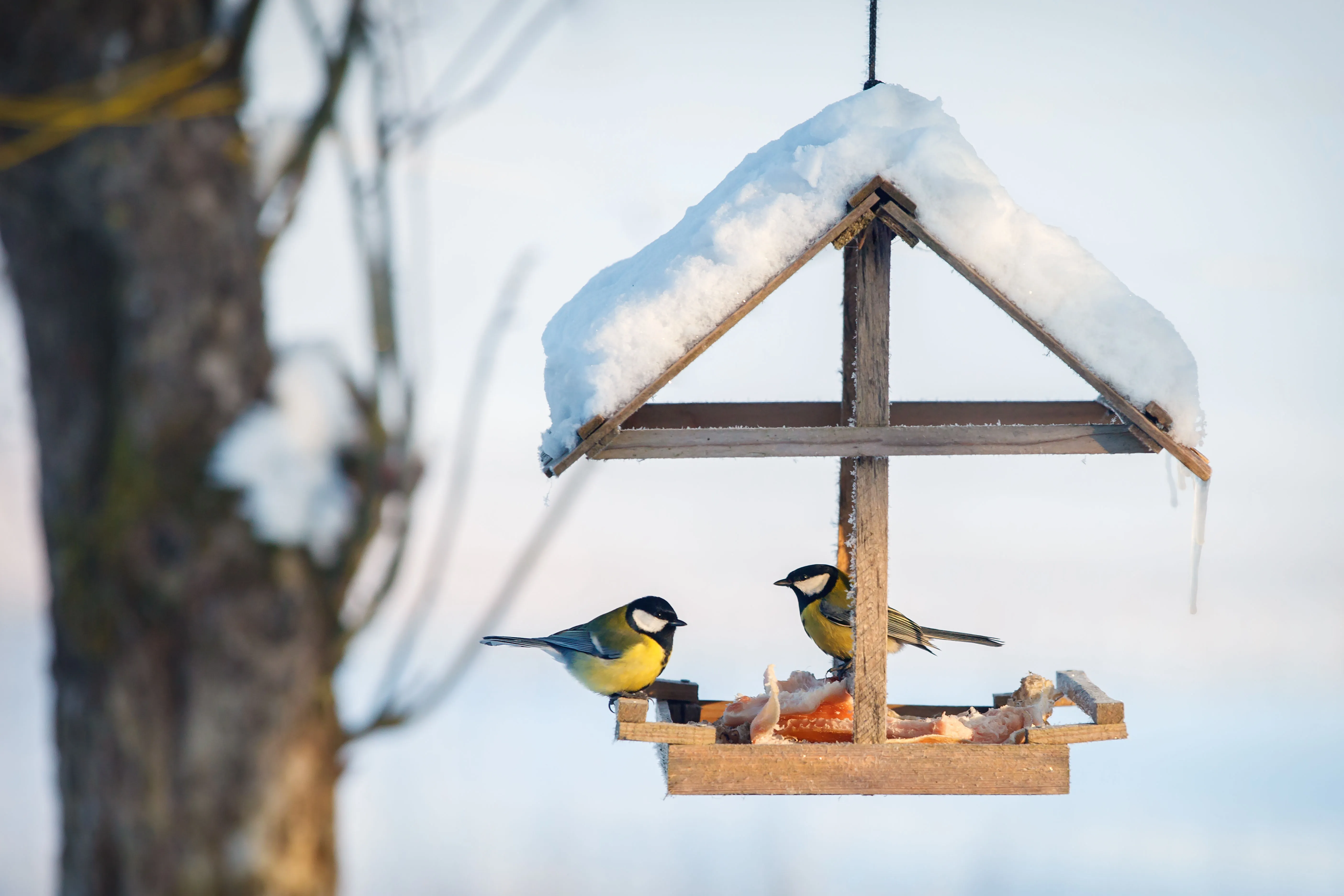 two great tits perched on a snow covered bird feeder
