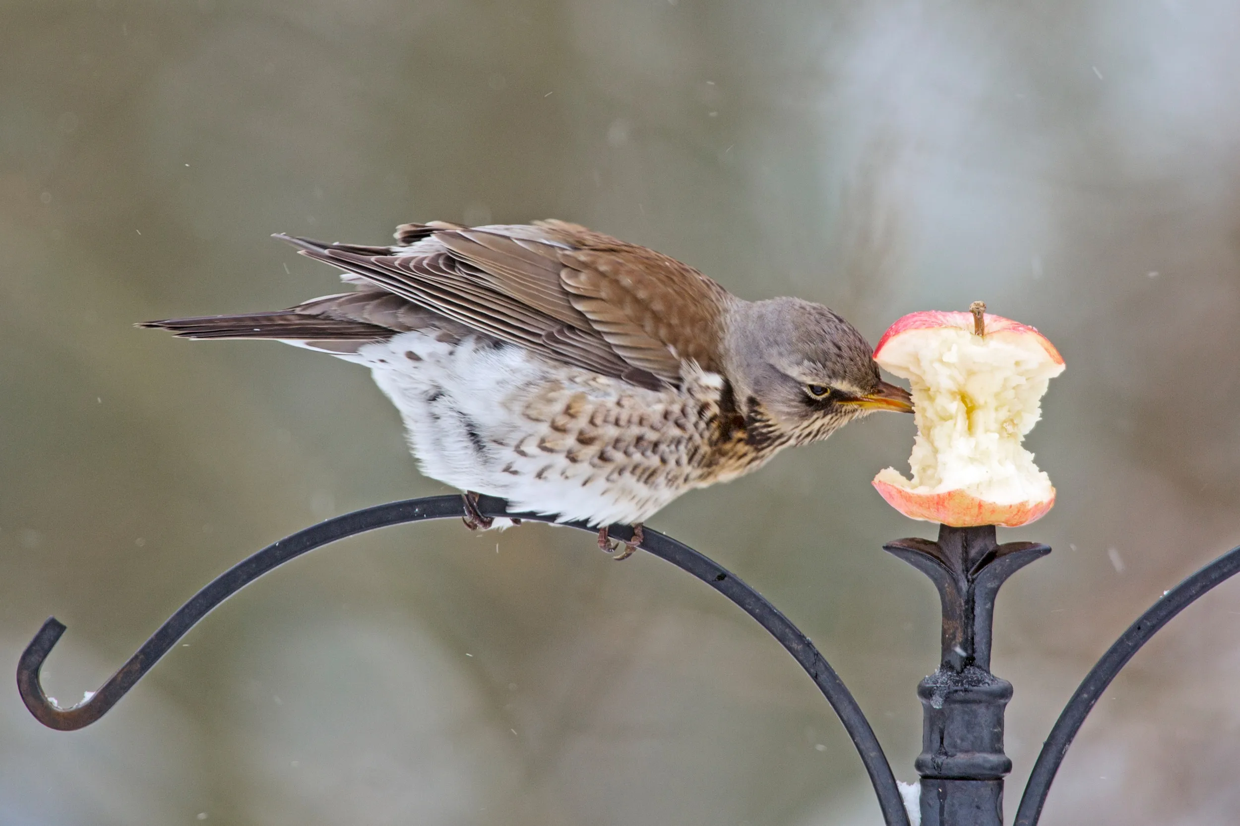 A Fieldfare in the snow, perched on an iron birdfeeder stand and pecking at an apple.