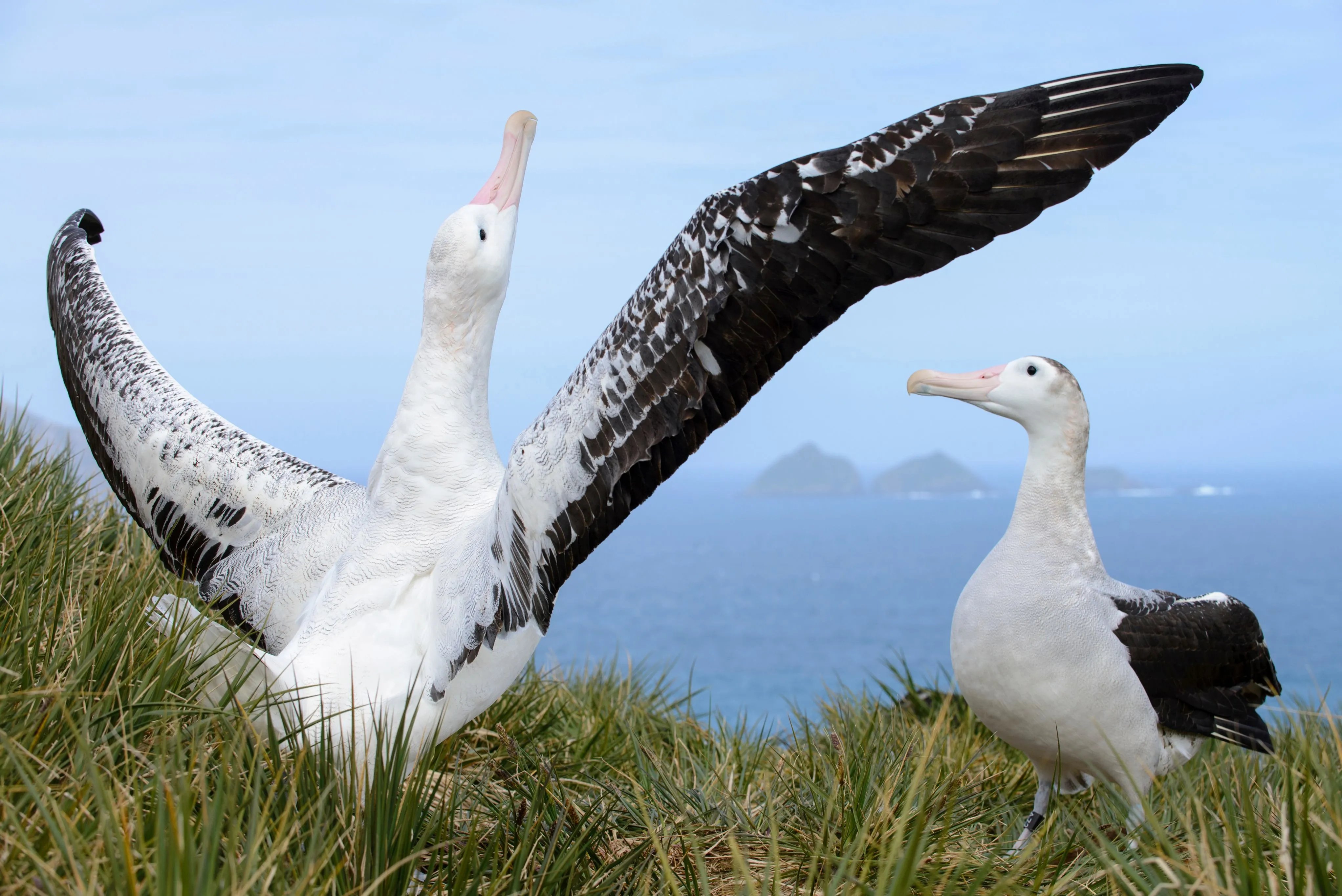 Two Albatrosses on a grassy cliffside, one with spread wings. Sea and islands in the background.