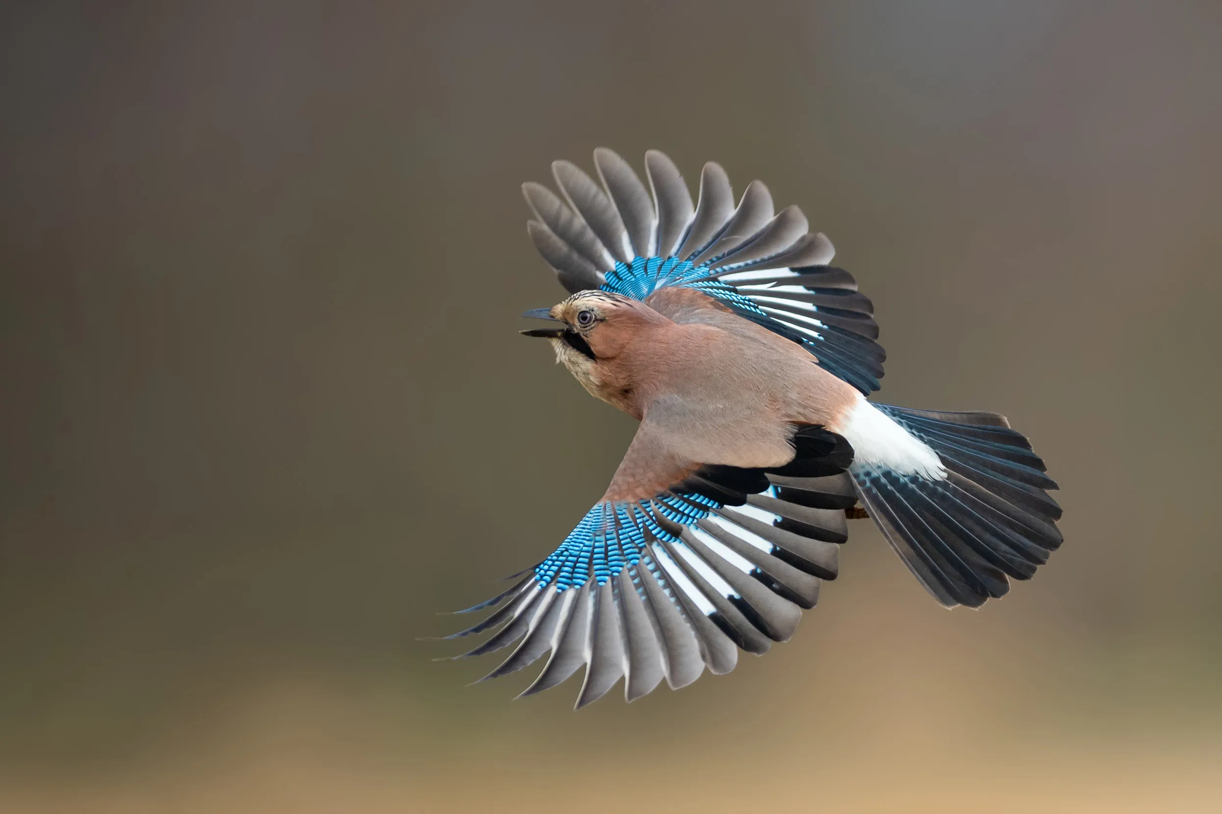 A lone Jay mid flight in the spring.
