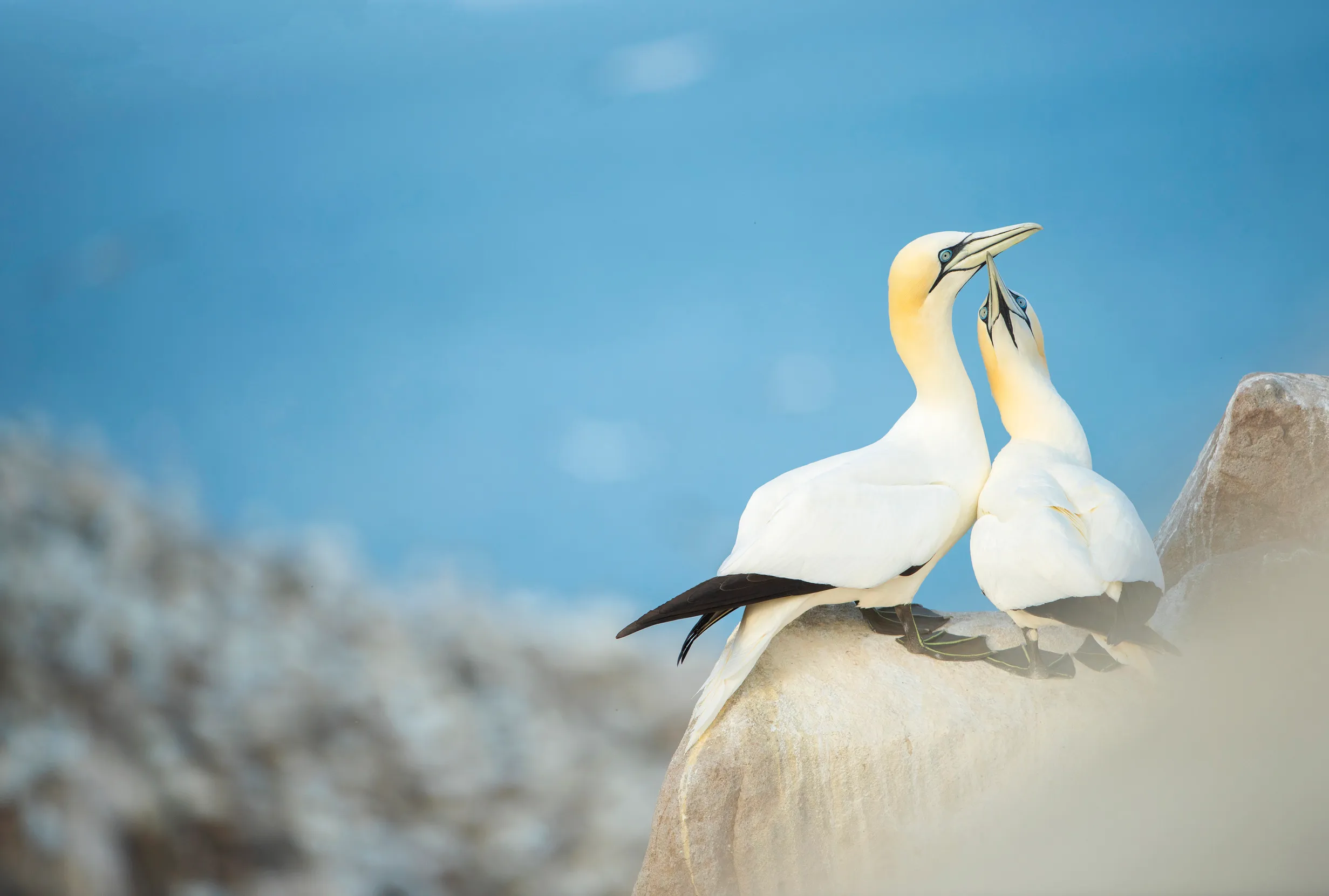 A pair of Gannets on the edge of a cliff next to the sea.