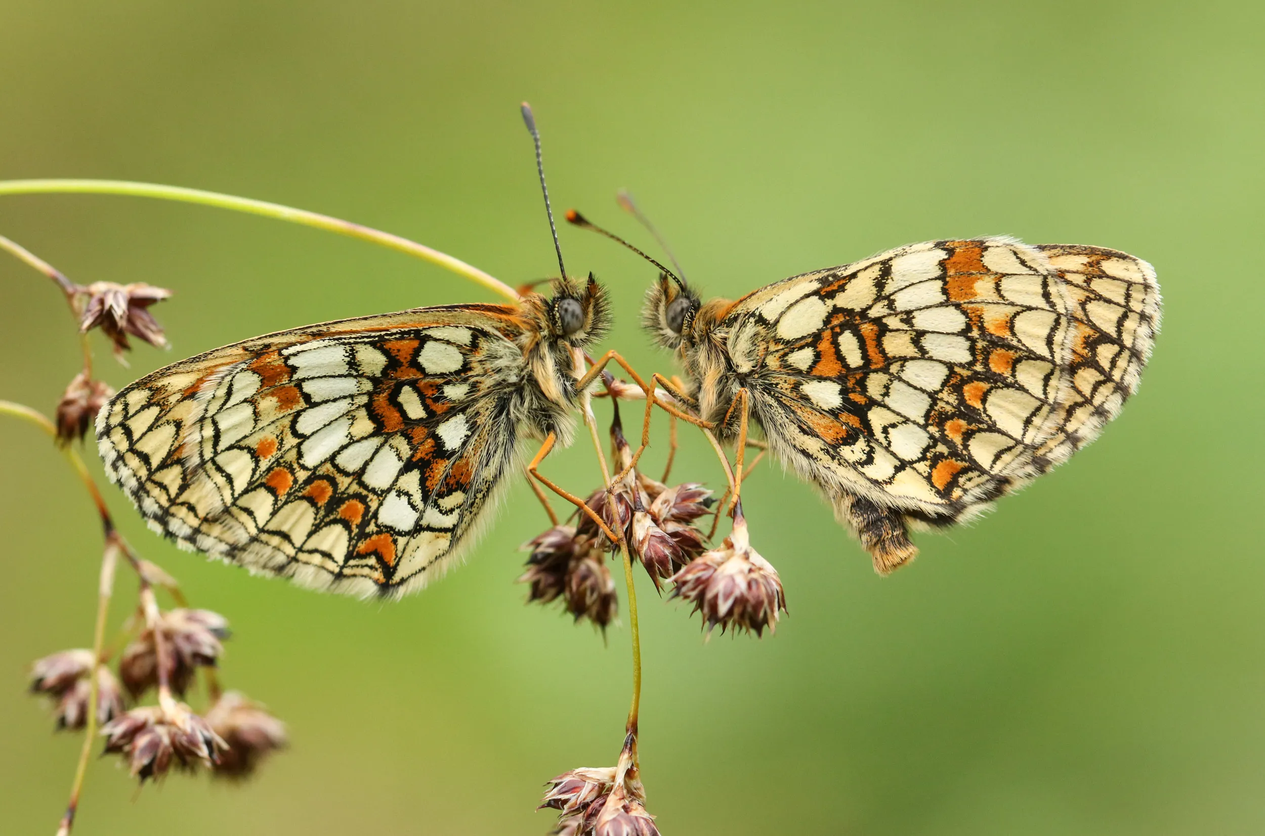 Two Heath Fritillary butterflies facing each other whilst perched on a flower. 