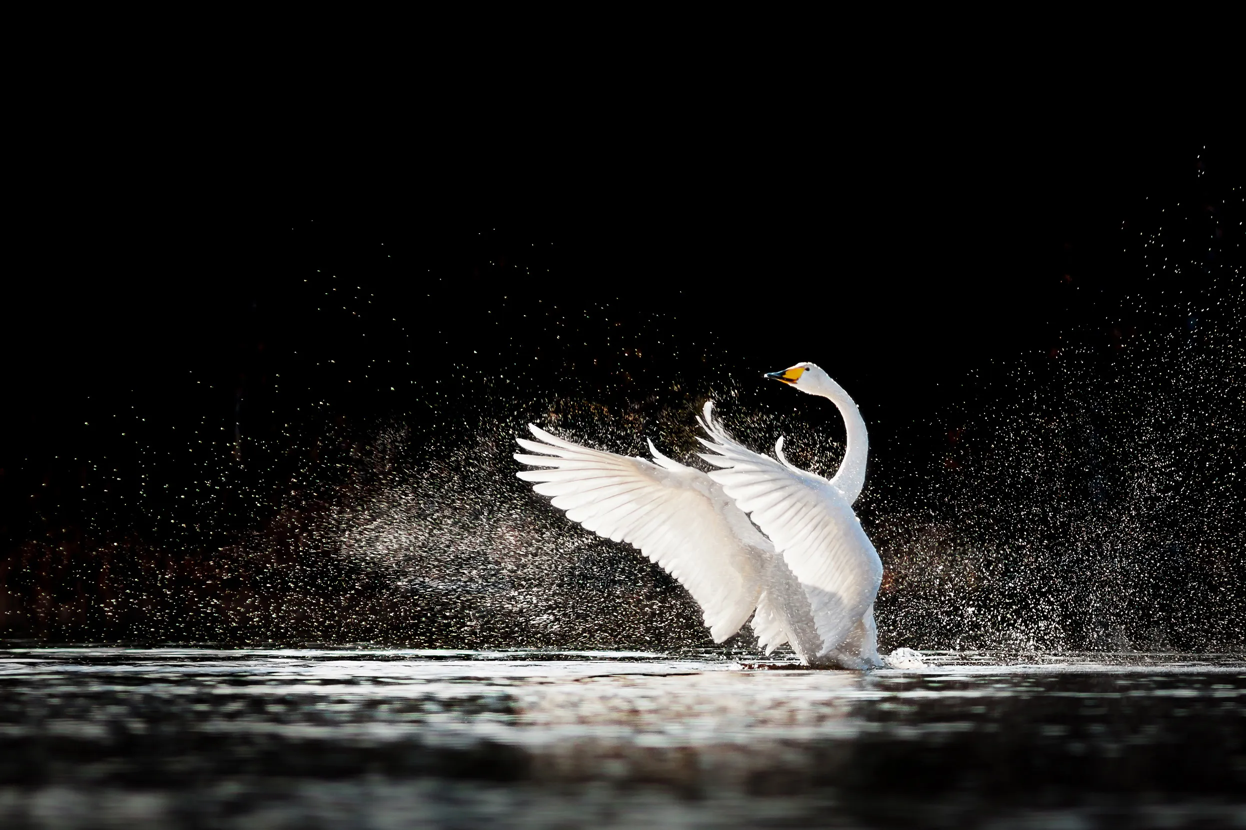 A Whooper Swan rising from dark waters flapping their wings.